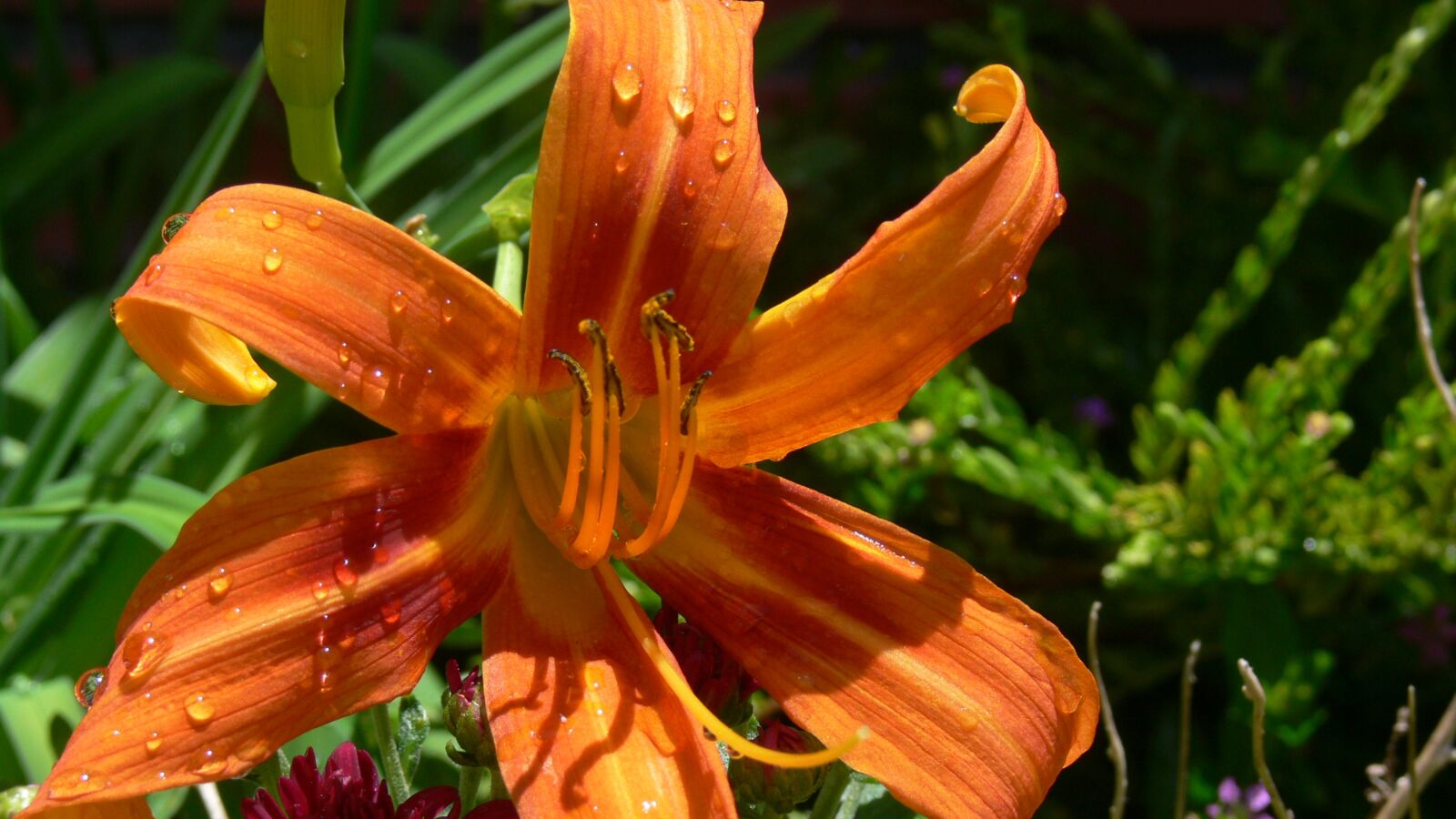 Panasonic DMC-FZ30 sample photo. Lily, daylily, orange photography