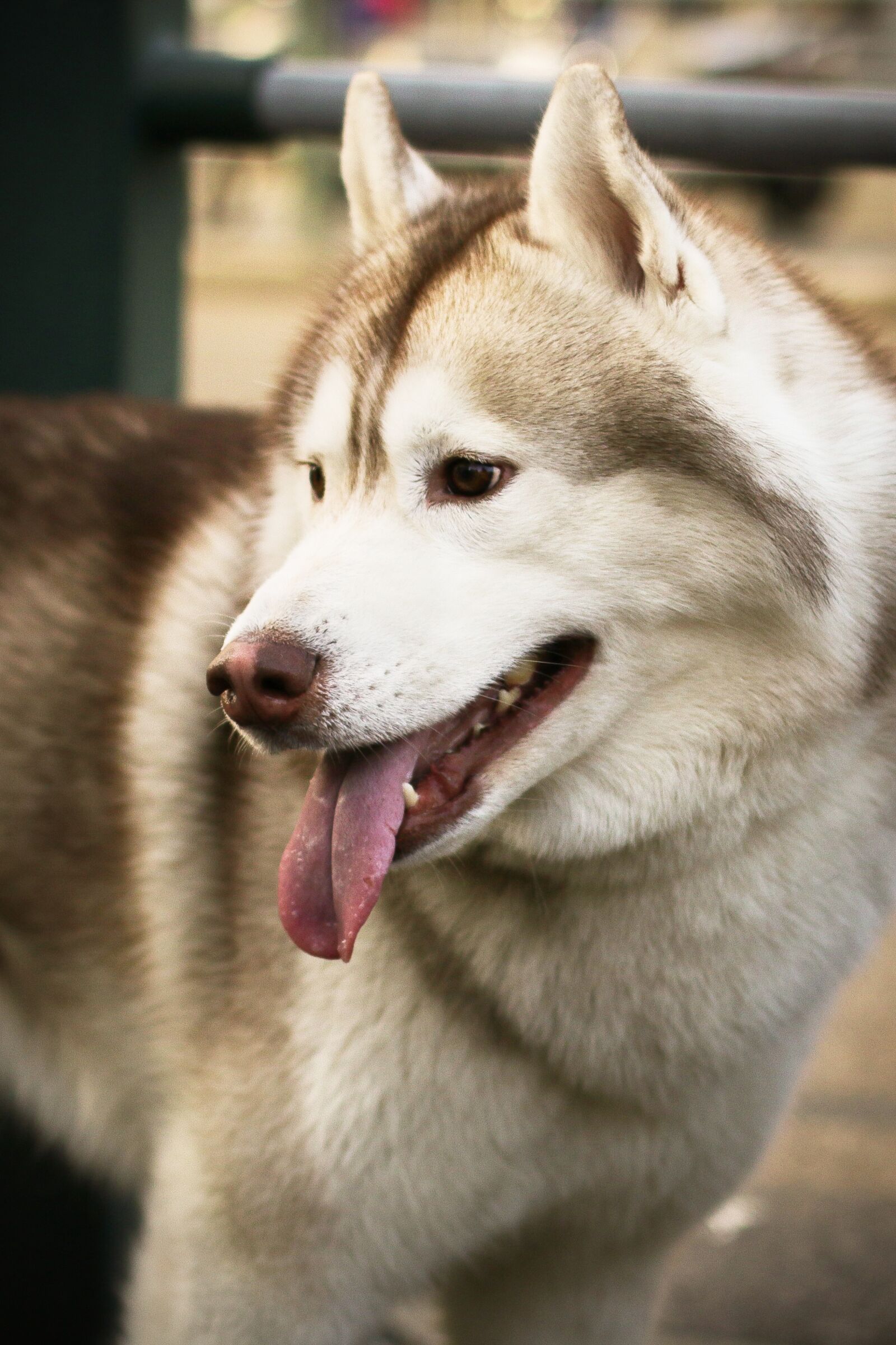 Canon EOS 70D + Canon EF 50mm F1.4 USM sample photo. Dog, mammal, cute photography