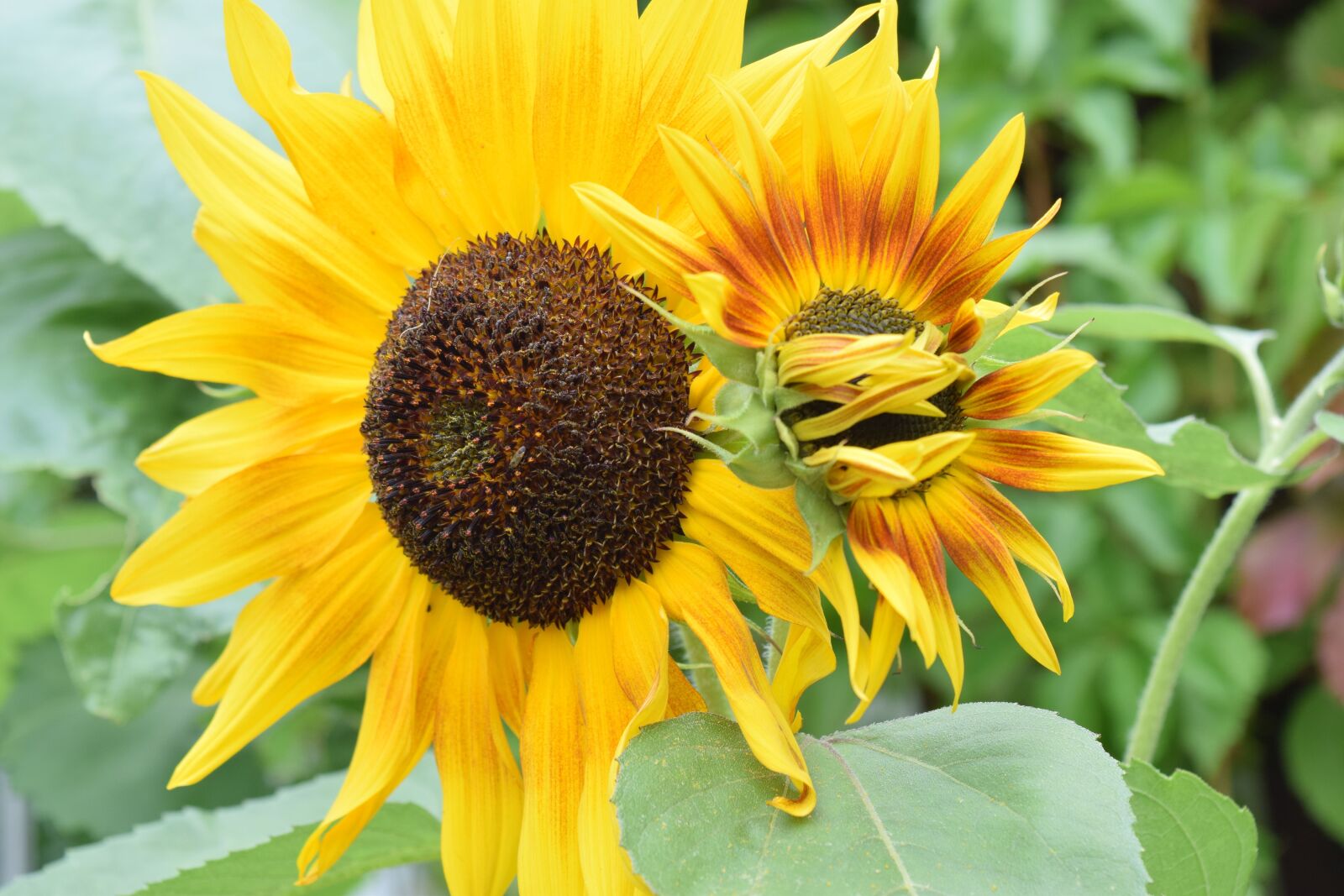 Nikon D3300 sample photo. Summer, flowers, sunflower photography