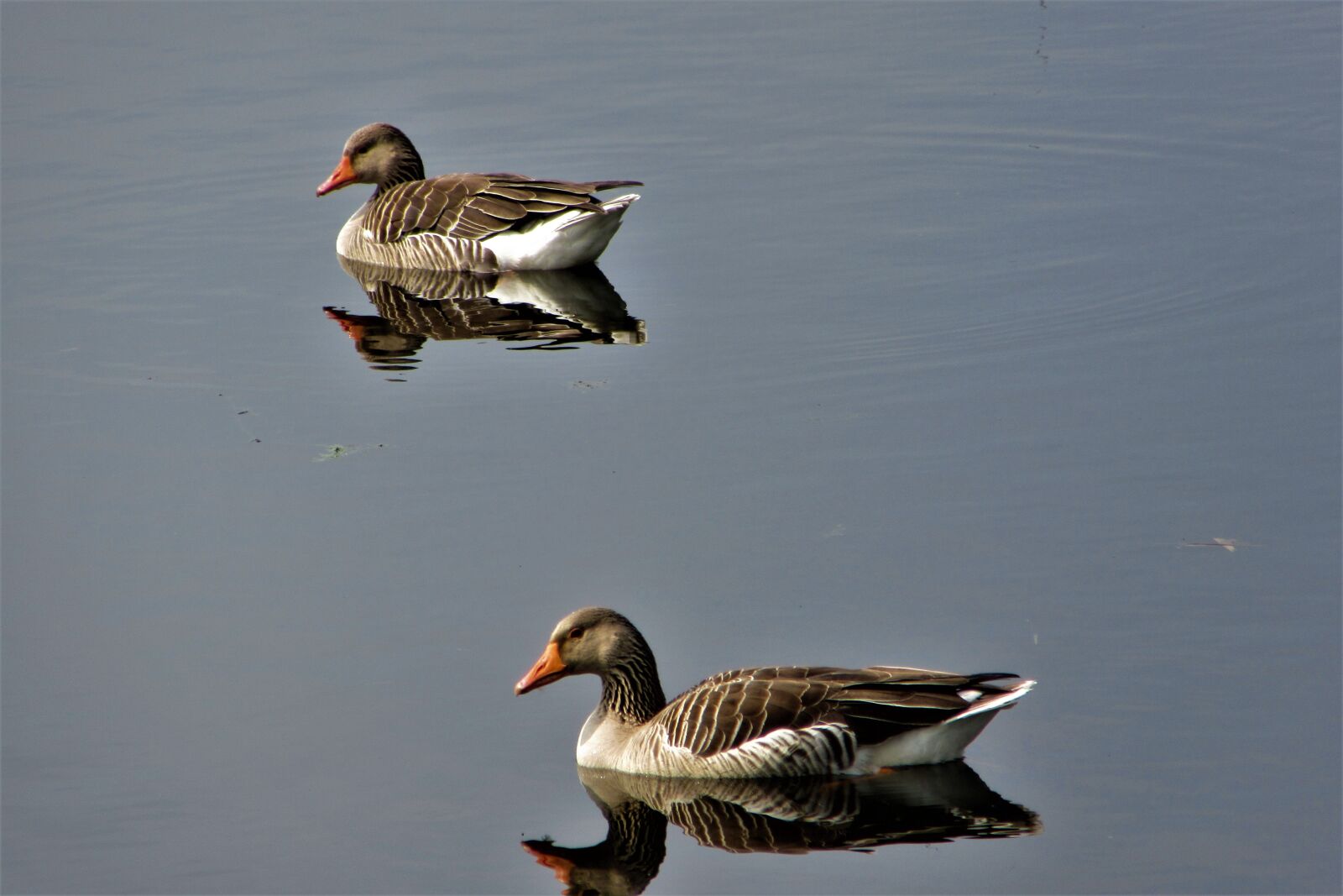 Canon PowerShot SX610 HS sample photo. Geese, birds, float photography