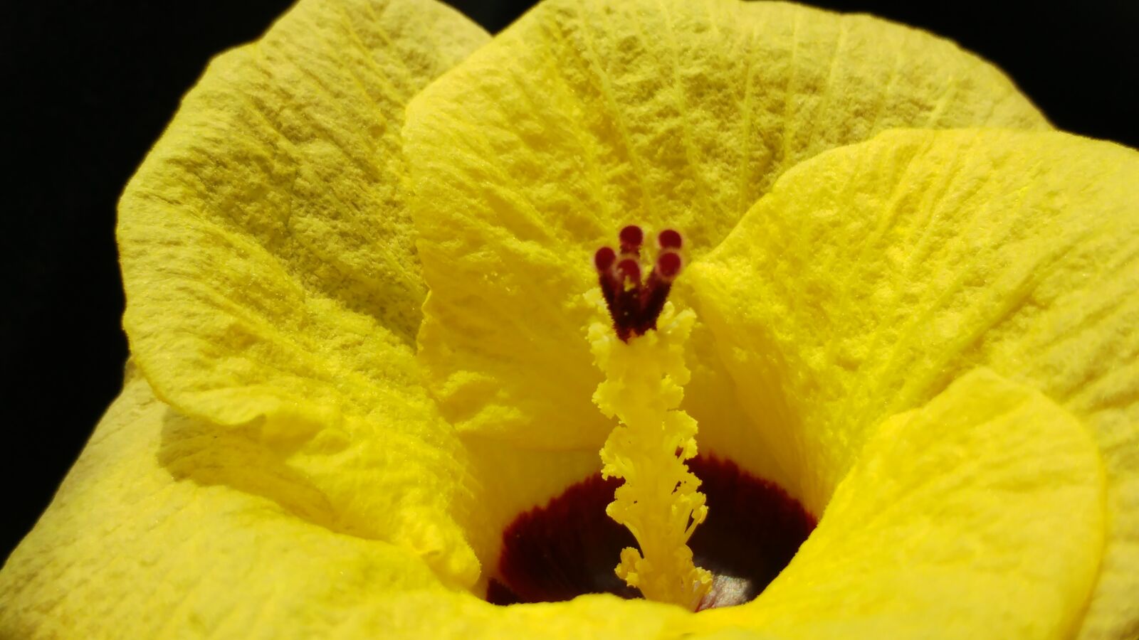 LG G5 sample photo. Yellow petal, pistil, yellow photography
