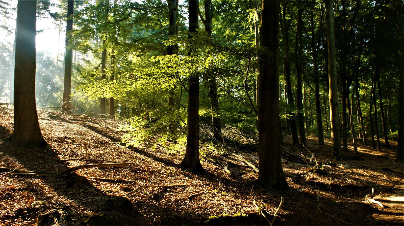 Sony Alpha DSLR-A350 sample photo. Walk in the woods photography