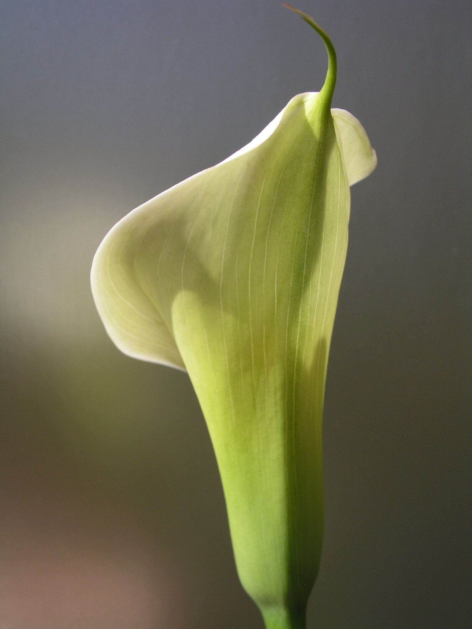Olympus C5050Z sample photo. Lily, arum, sympathy photography