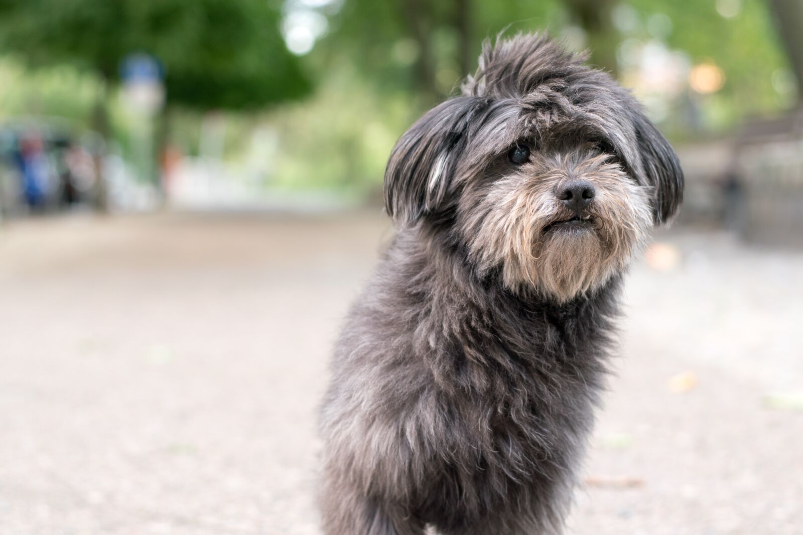 Nikon D3300 sample photo. Dog, bitch, male photography