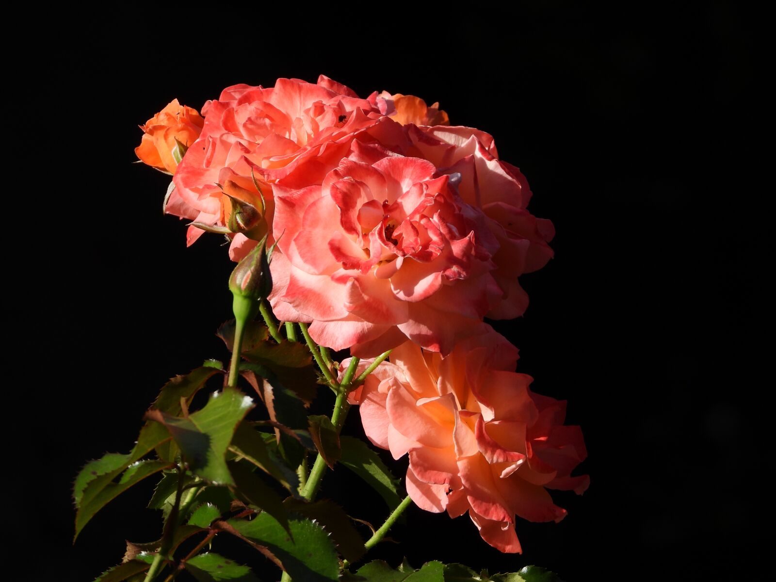 Nikon Coolpix P1000 sample photo. Roses, rosa curly, bush photography