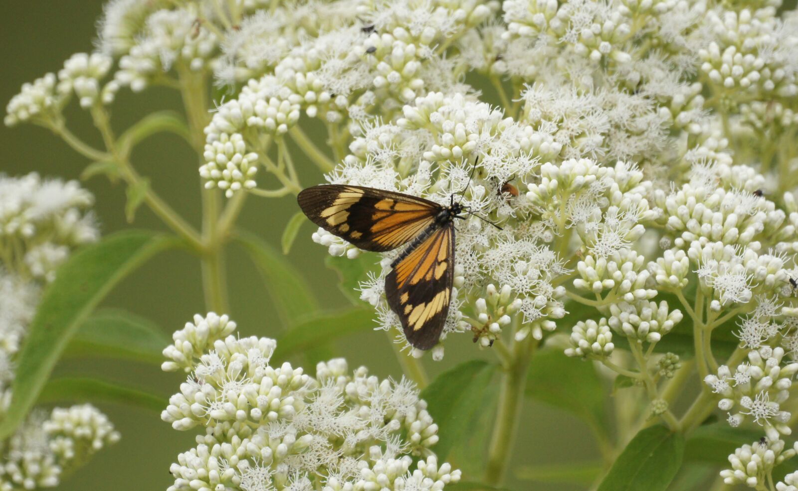 Sony SLT-A55 (SLT-A55V) + Sony 500mm F8 Reflex sample photo. Insects, butterflies wild, field photography