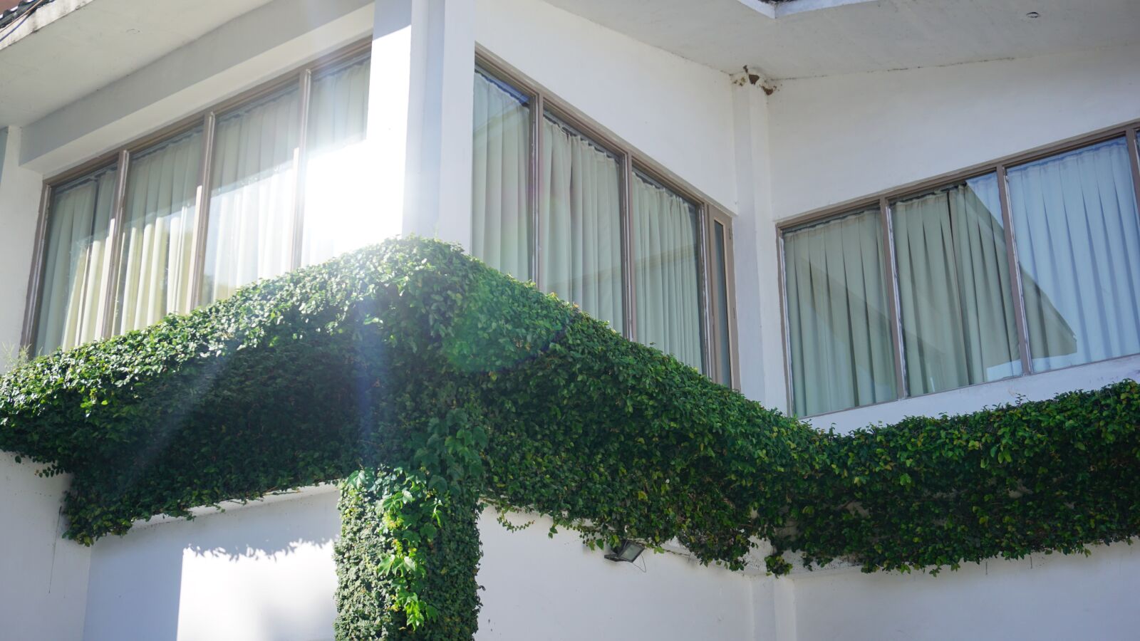 Sony E 16-50mm F3.5-5.6 PZ OSS sample photo. Green, leafed, plant, on photography
