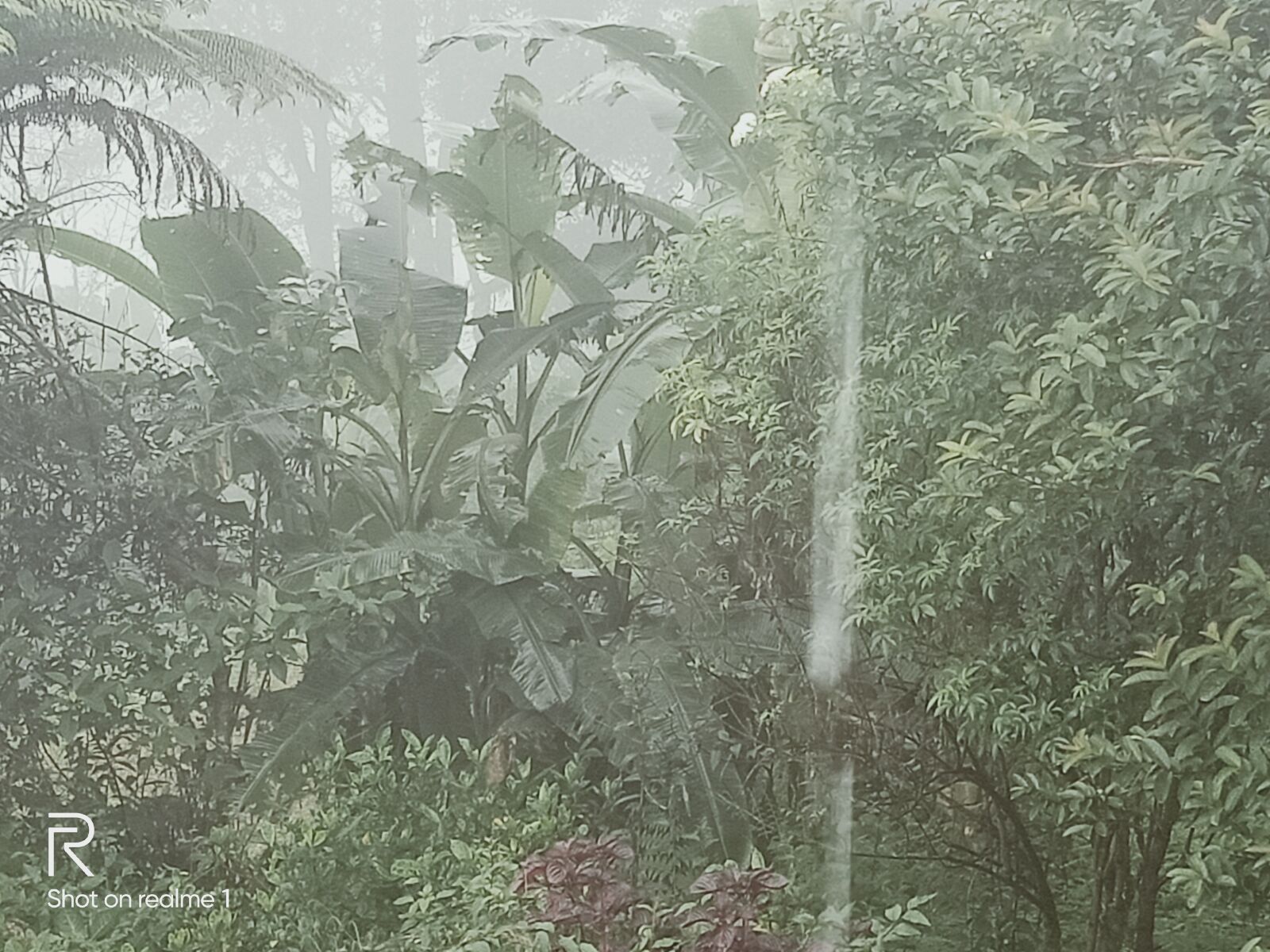 OPPO Realme 1 sample photo. Banana, tree, rain photography