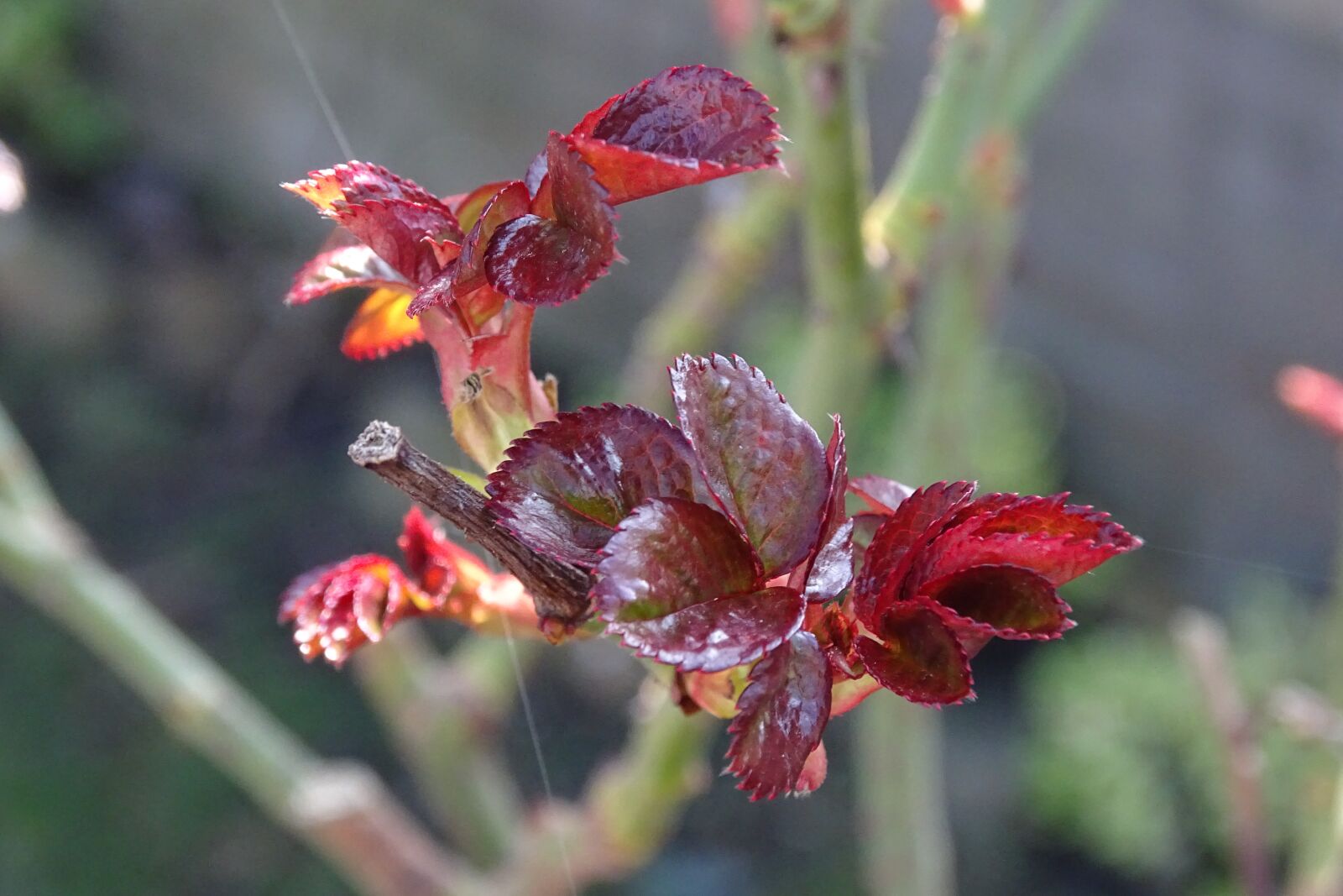 Sony Cyber-shot DSC-HX400V sample photo. Nature, plant, outdoor photography