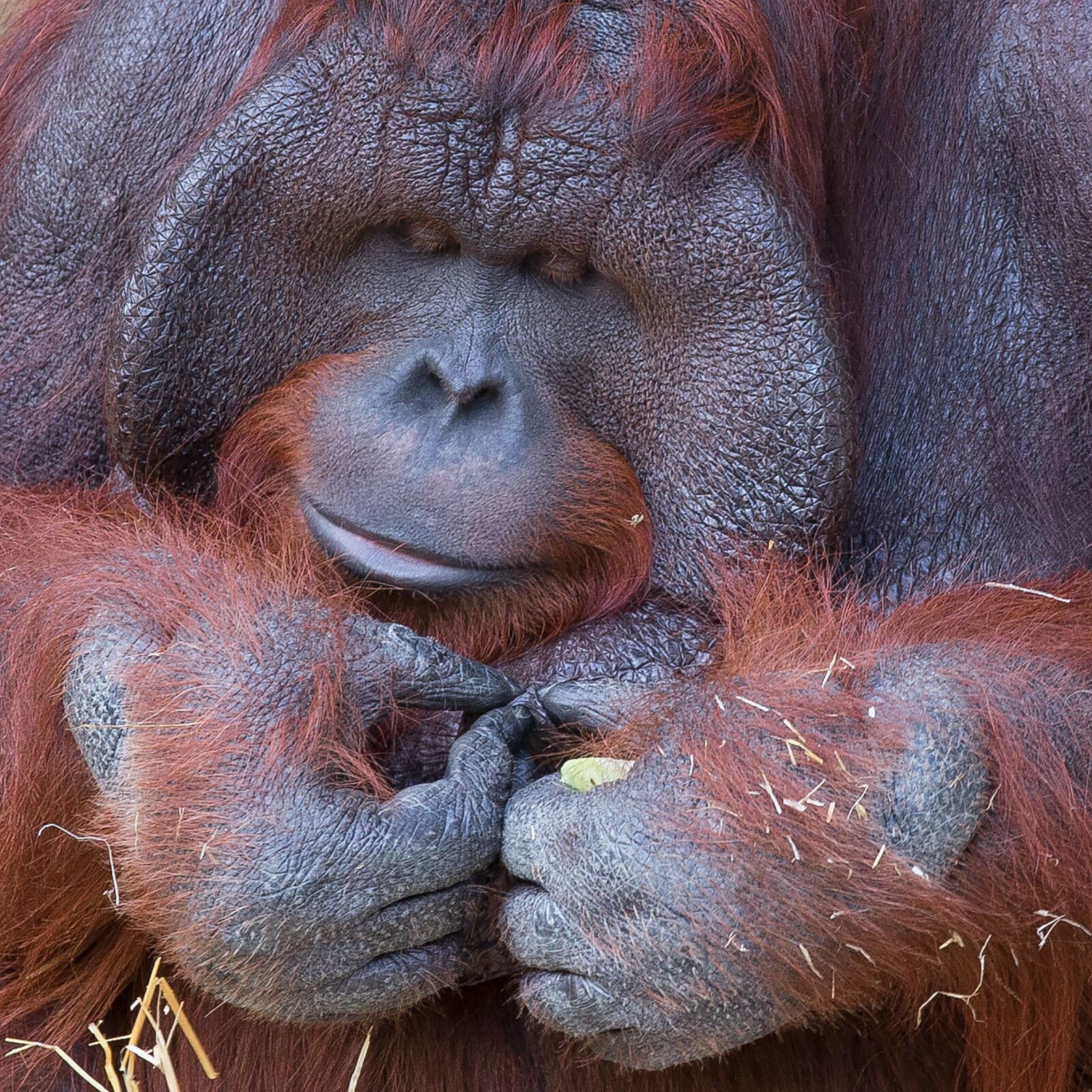 Canon EOS 5D Mark III sample photo. Orangutan, monkey, krefeld photography