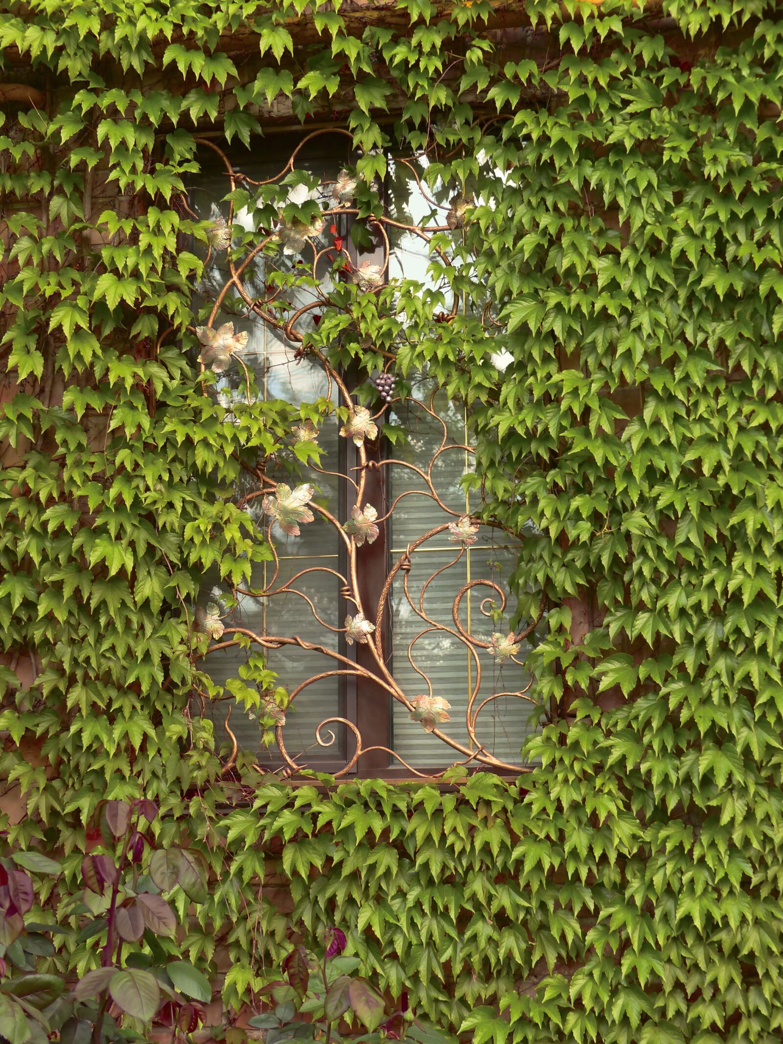 Panasonic Lumix DMC-FZ200 sample photo. Ivy, window, foliage photography