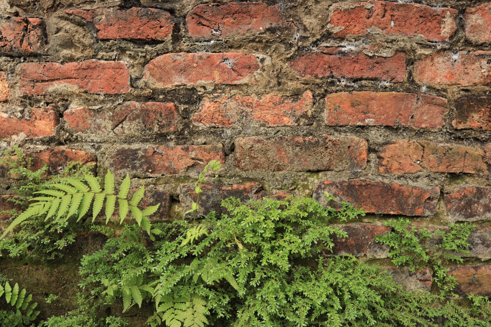 Canon EOS M50 (EOS Kiss M) sample photo. The wall, tiles, fern photography