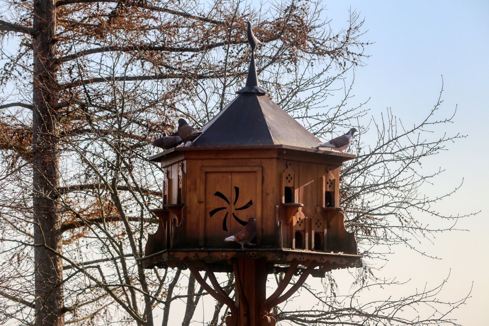 Canon EOS 80D sample photo. Pigeon house, pigeons, house photography
