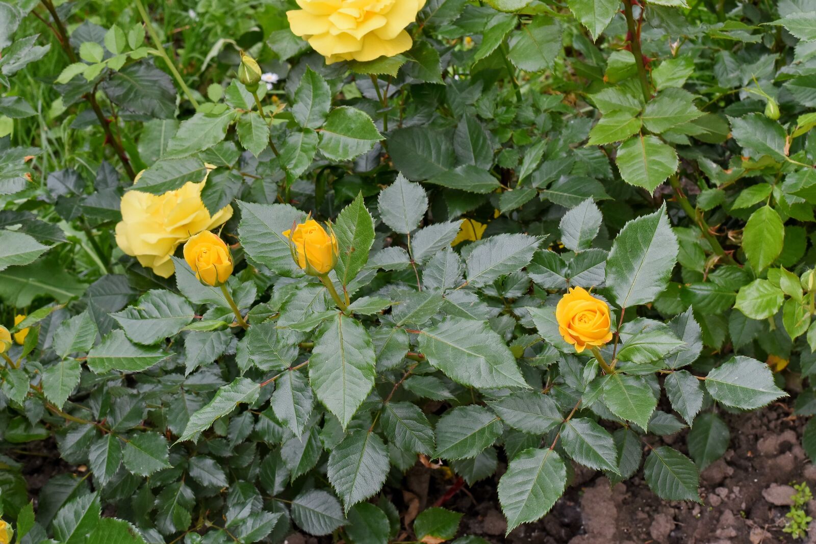 Nikon D5500 sample photo. Roses, nature, herb, garden photography