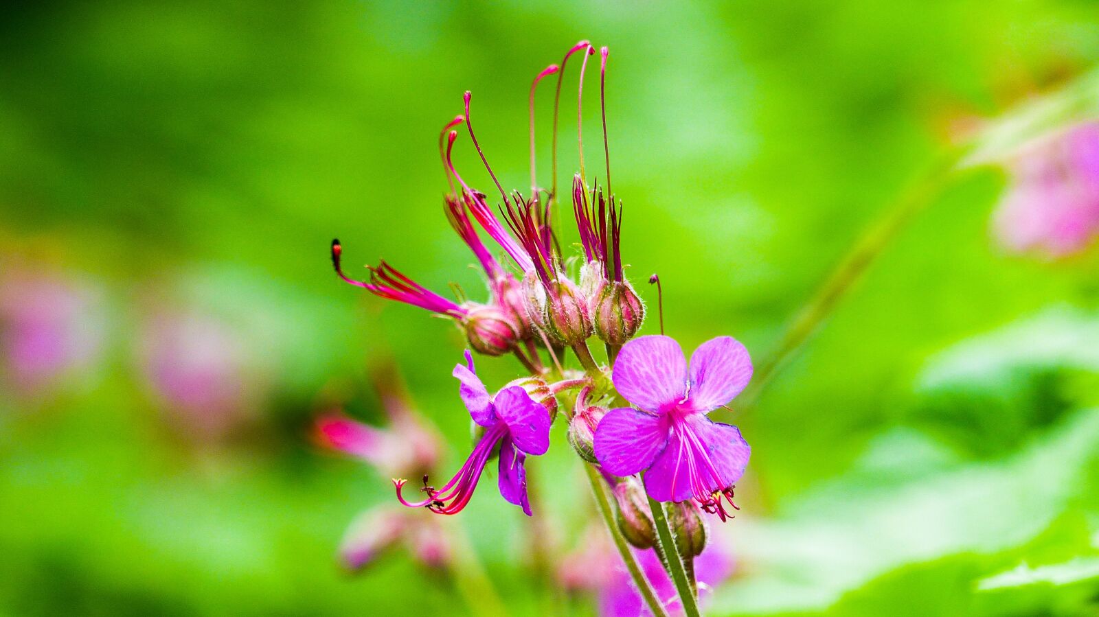 Panasonic Lumix DMC-FZ200 sample photo. Nature, flower, green photography
