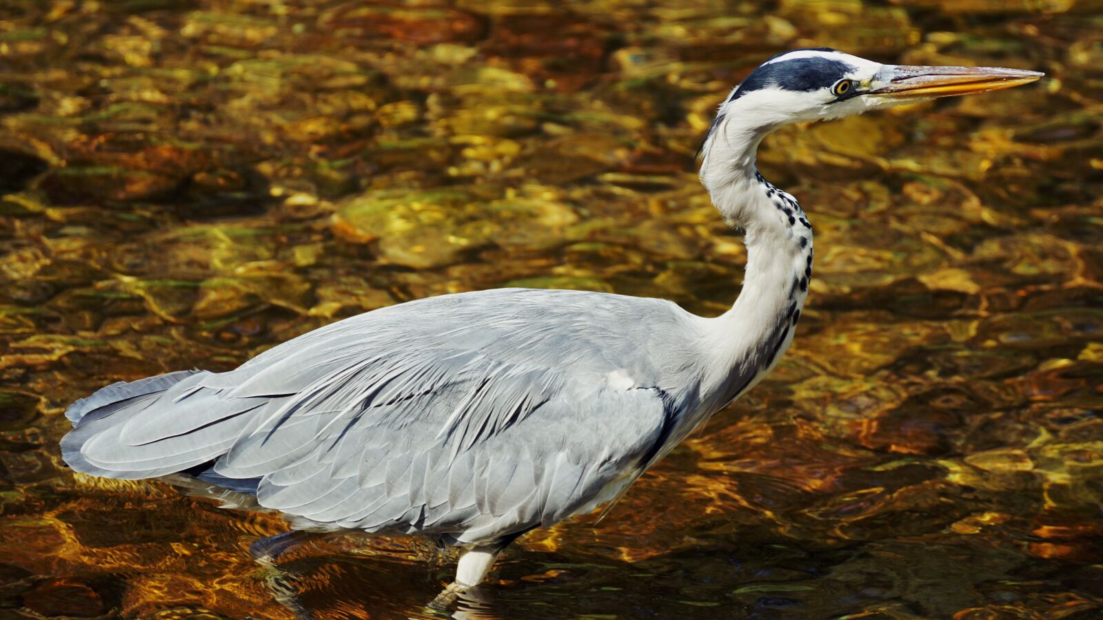 Sony DT 55-300mm F4.5-5.6 SAM sample photo. Heron, bird, nature photography