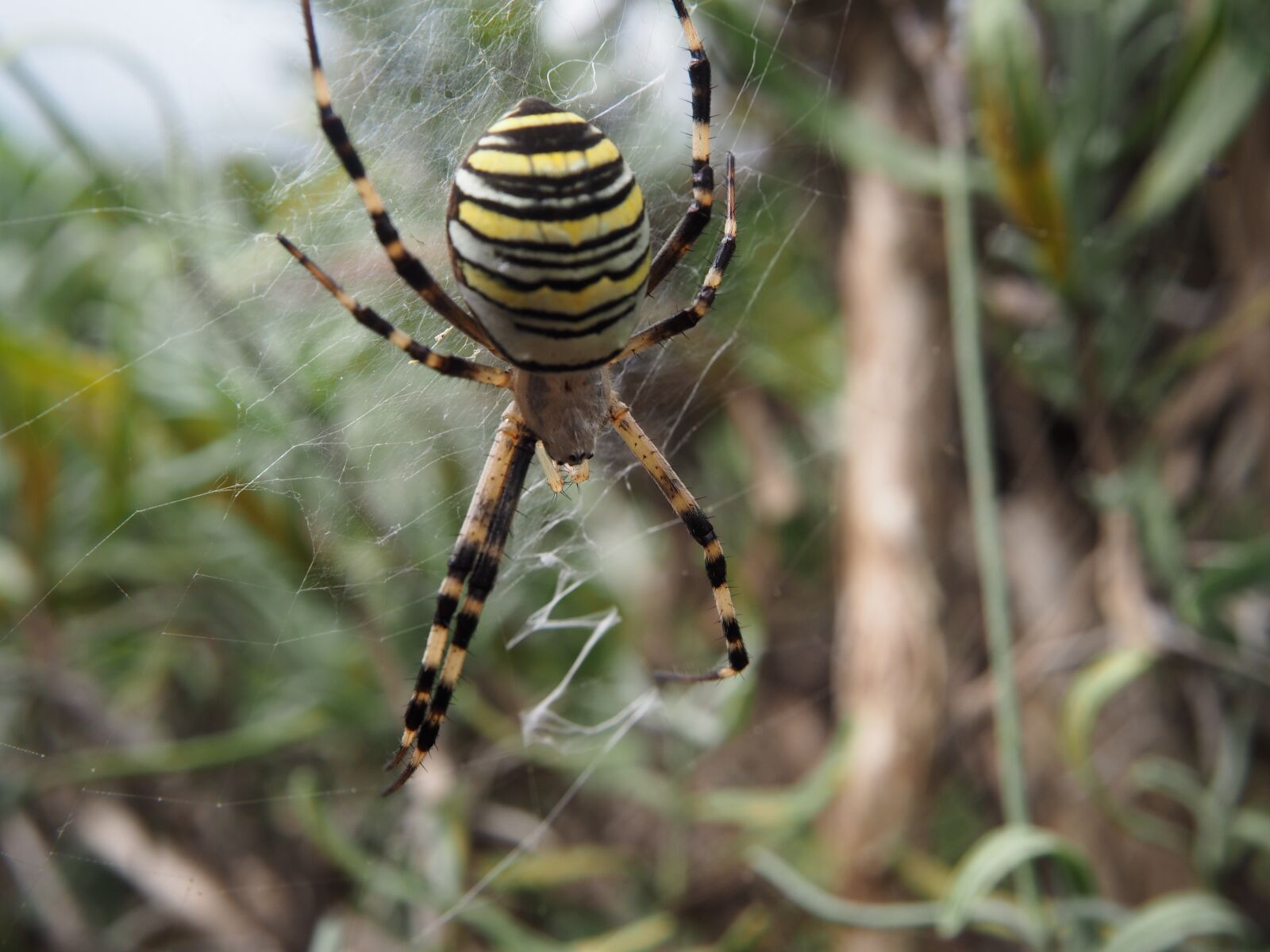 Olympus OM-D E-M10 sample photo. Spider, wasp spider, garden photography