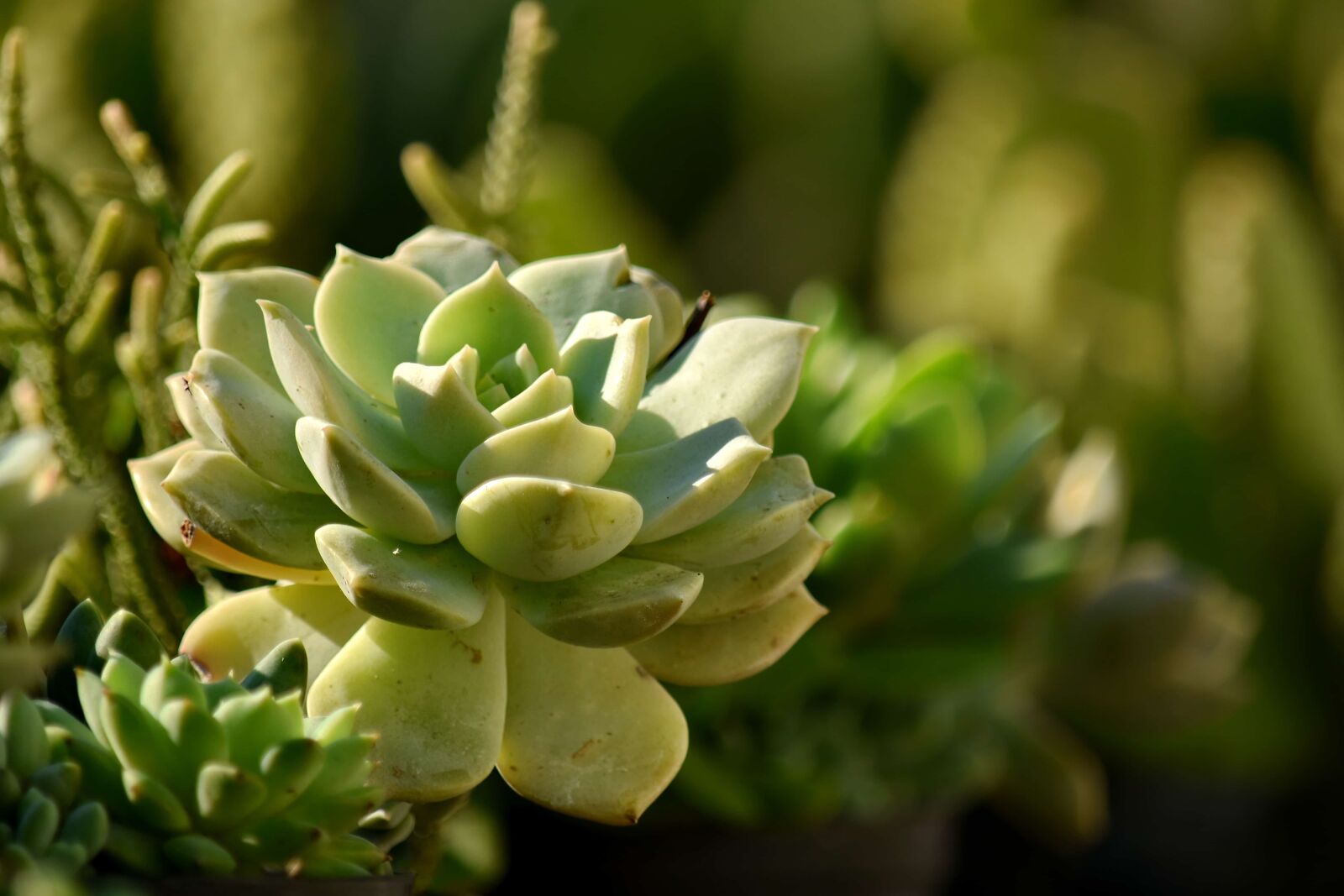 Nikon D5500 sample photo. Blurry, green leaves, nature photography