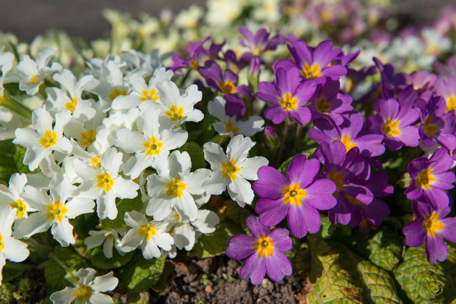 Nikon D800 sample photo. Primroses, primula, spring photography