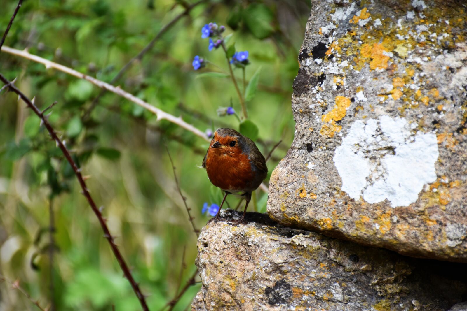 Nikon D7200 sample photo. Robin, redbreast, bird photography