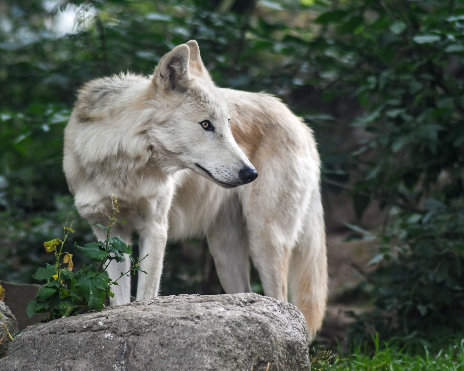 Nikon D500 + Tokina AT-X Pro 100mm F2.8 Macro sample photo. Wolf, predator, wild animal photography