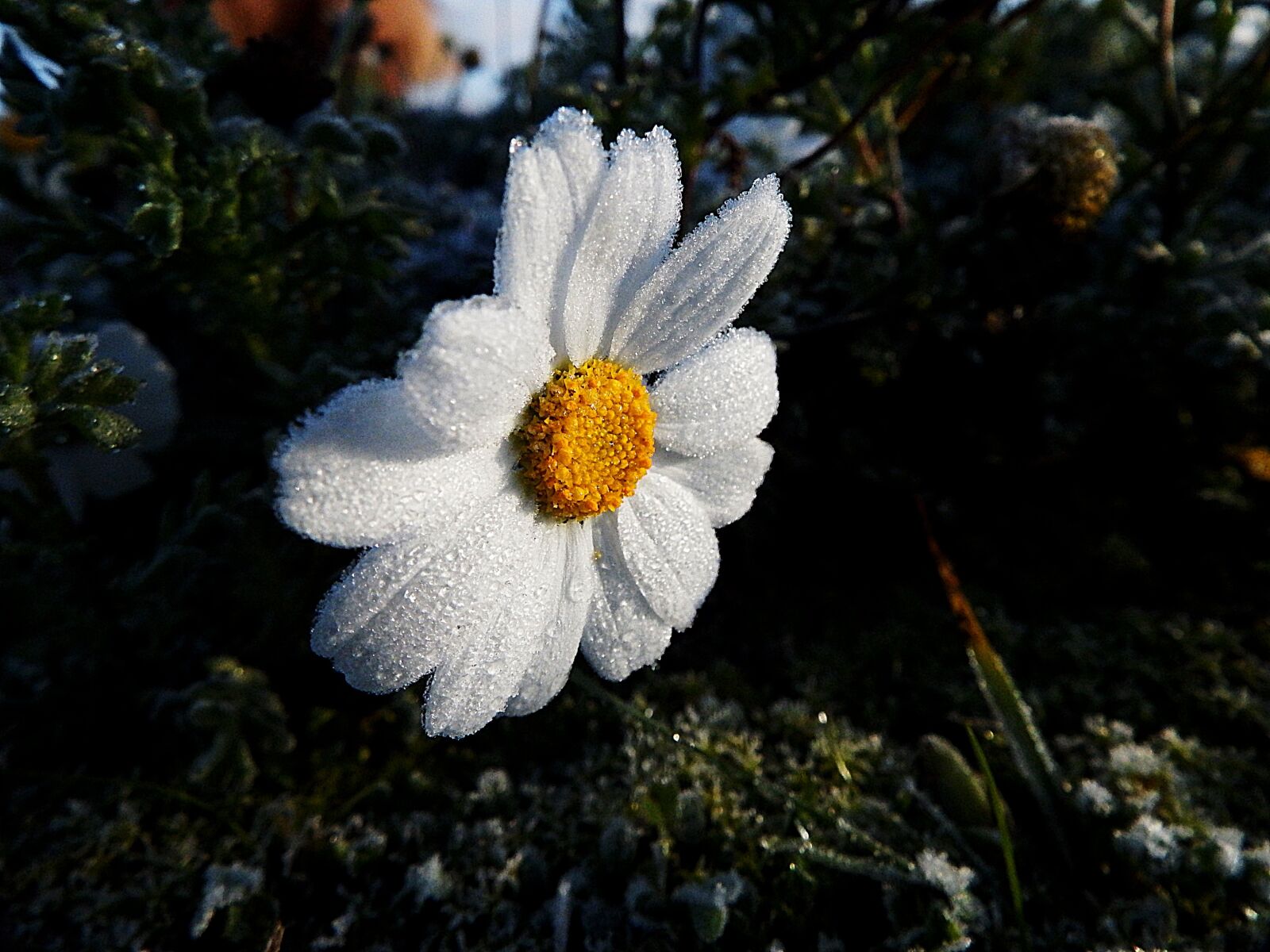 Fujifilm FinePix SL1000 sample photo. Marguerite, frost, ice photography