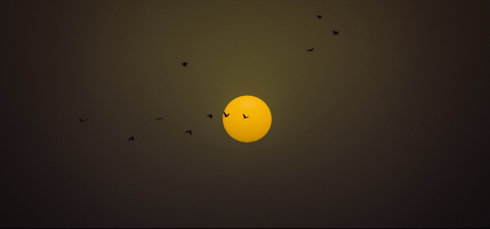 Canon EF-S 55-250mm F4-5.6 IS II sample photo. Sunset, sun, evening, birds photography