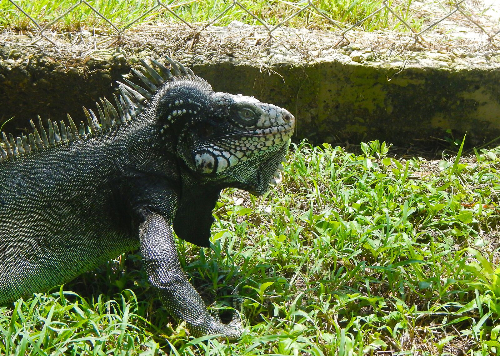 Nikon Coolpix AW110 sample photo. Iguana, reptile, dinosaur photography