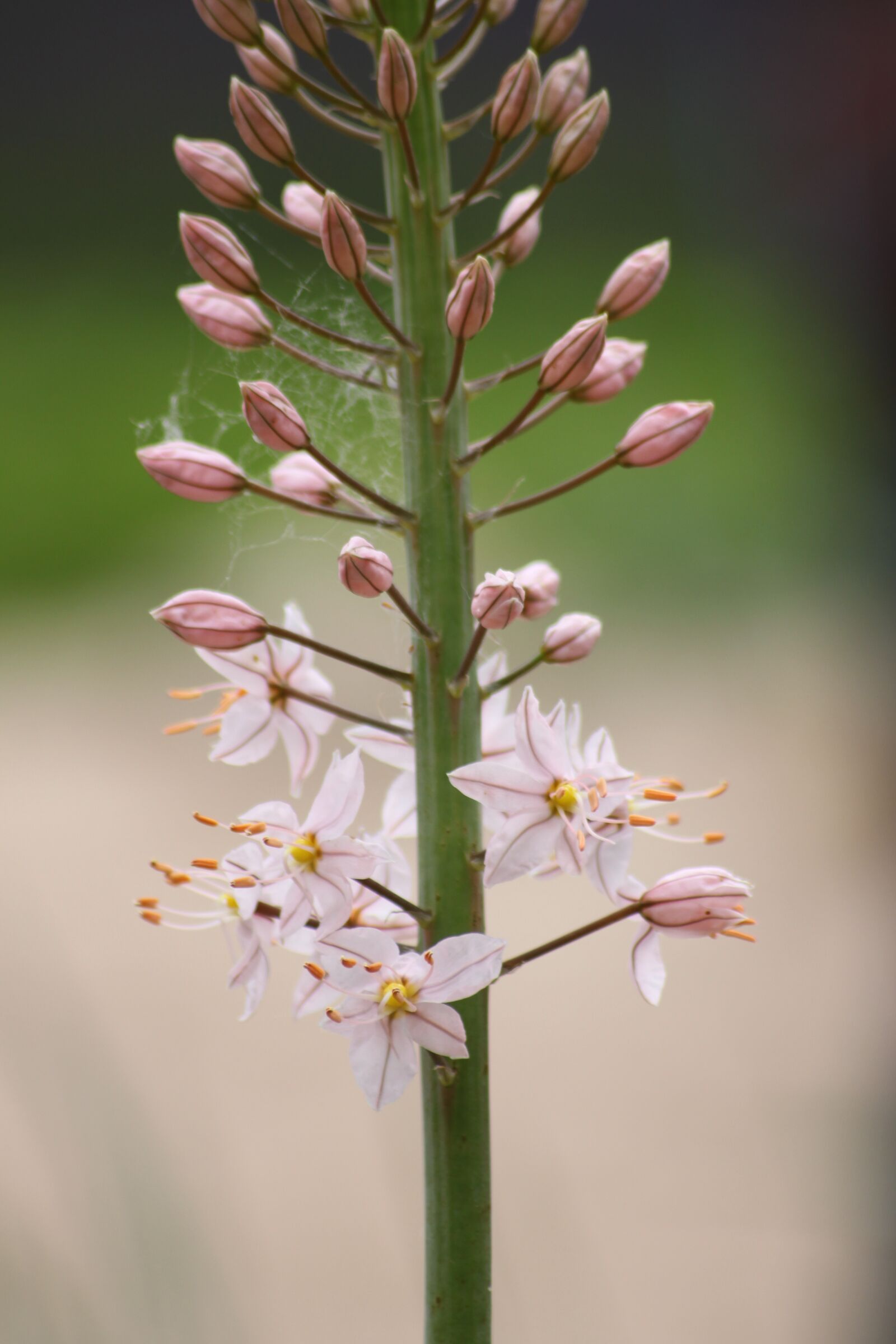 Canon EOS 500D (EOS Rebel T1i / EOS Kiss X3) sample photo. Flower stem, white, pink photography