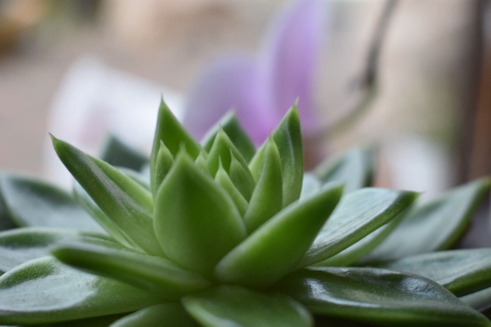 Nikon D3400 sample photo. Plant, nature, leaf photography
