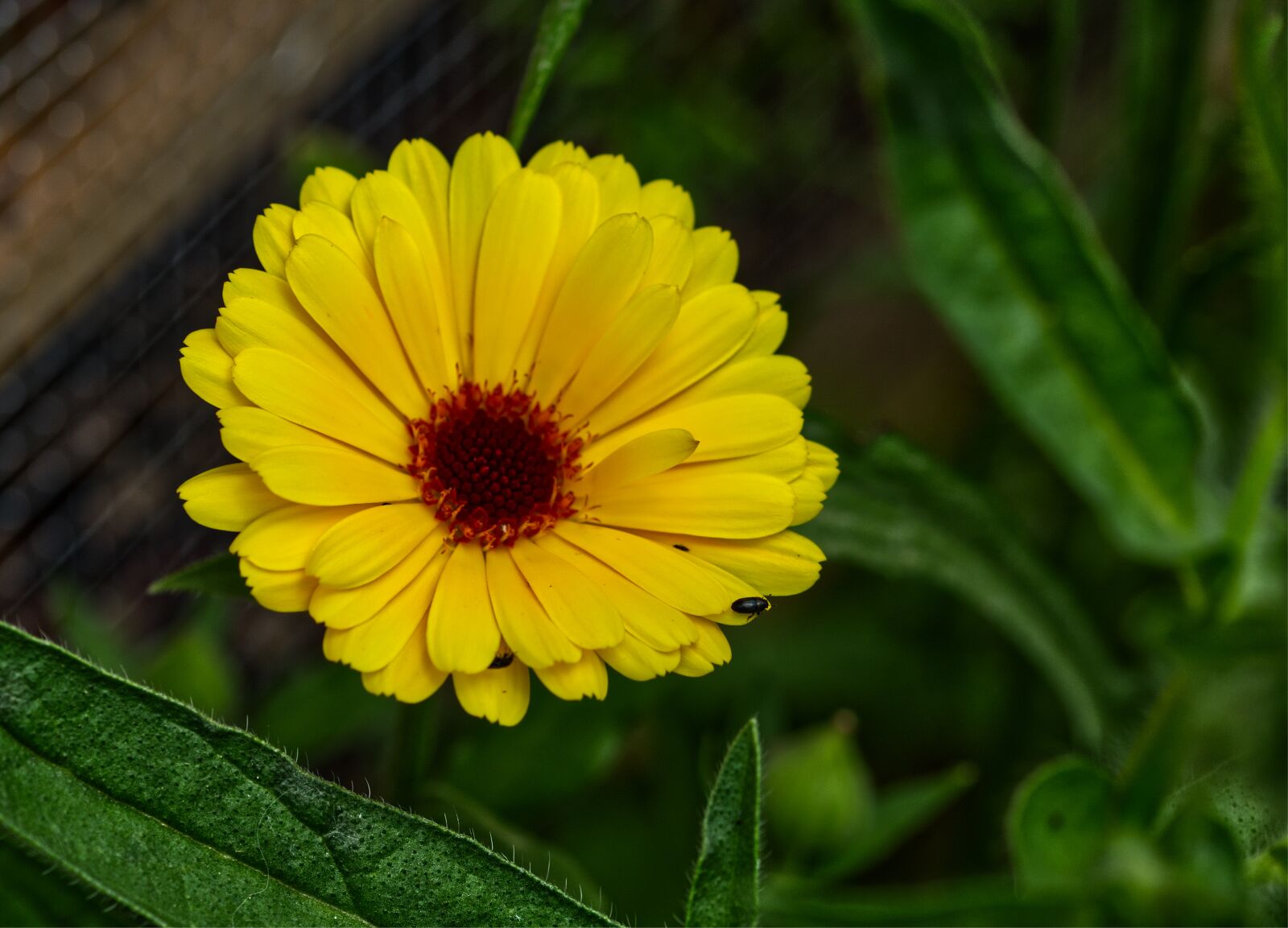 Nikon D5500 sample photo. Flower, yellow, orange photography