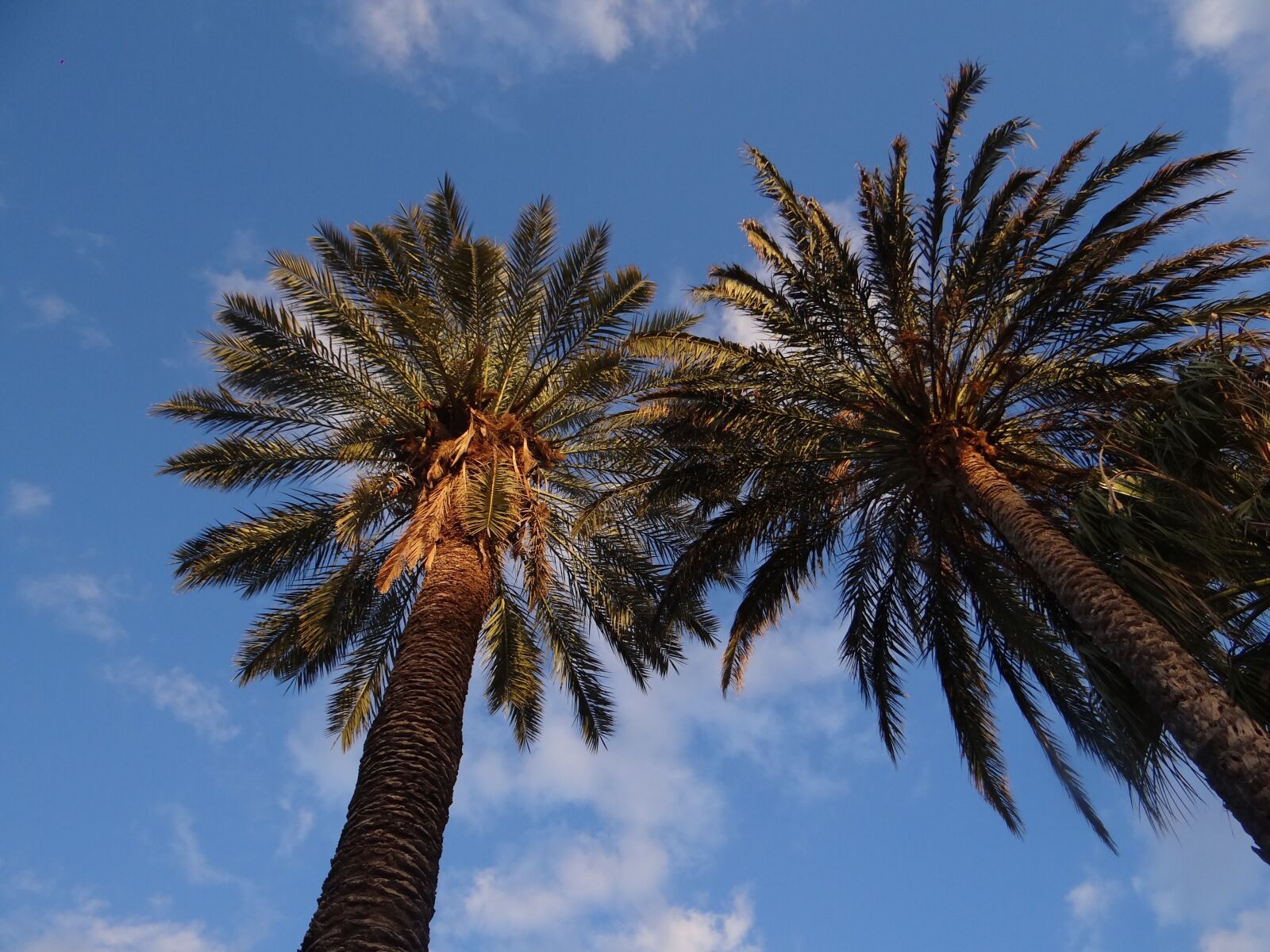 Sony Cyber-shot DSC-HX100V sample photo. Palms, sky, nature photography
