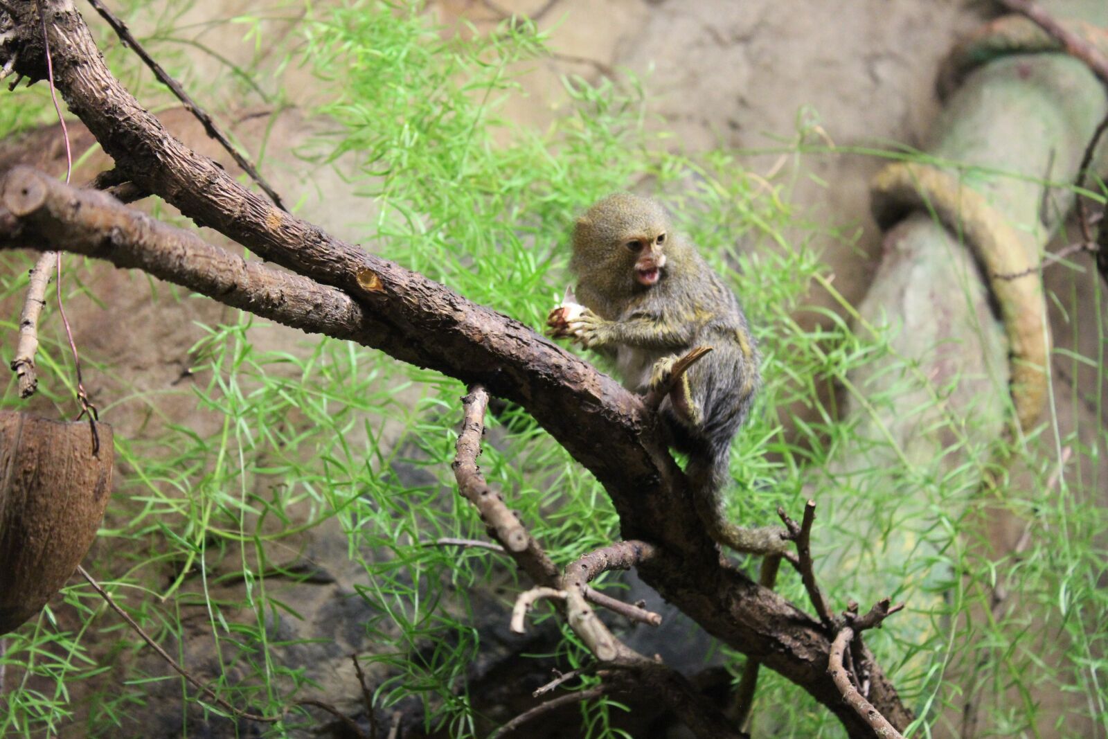 Canon EOS 550D (EOS Rebel T2i / EOS Kiss X4) sample photo. Animals, monkey, zoo photography