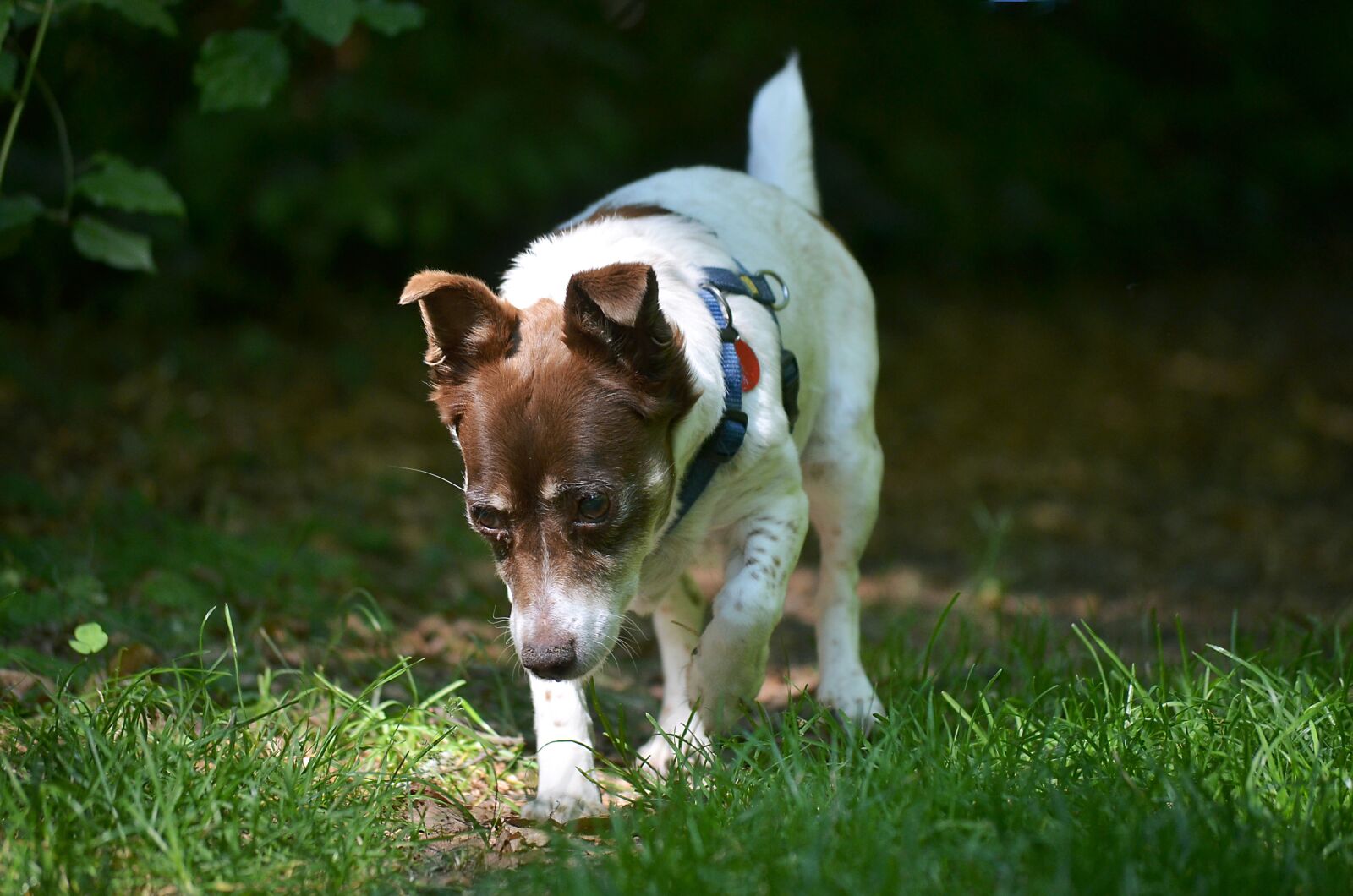 Nikon D5100 sample photo. Dogs, terrier, small dog photography