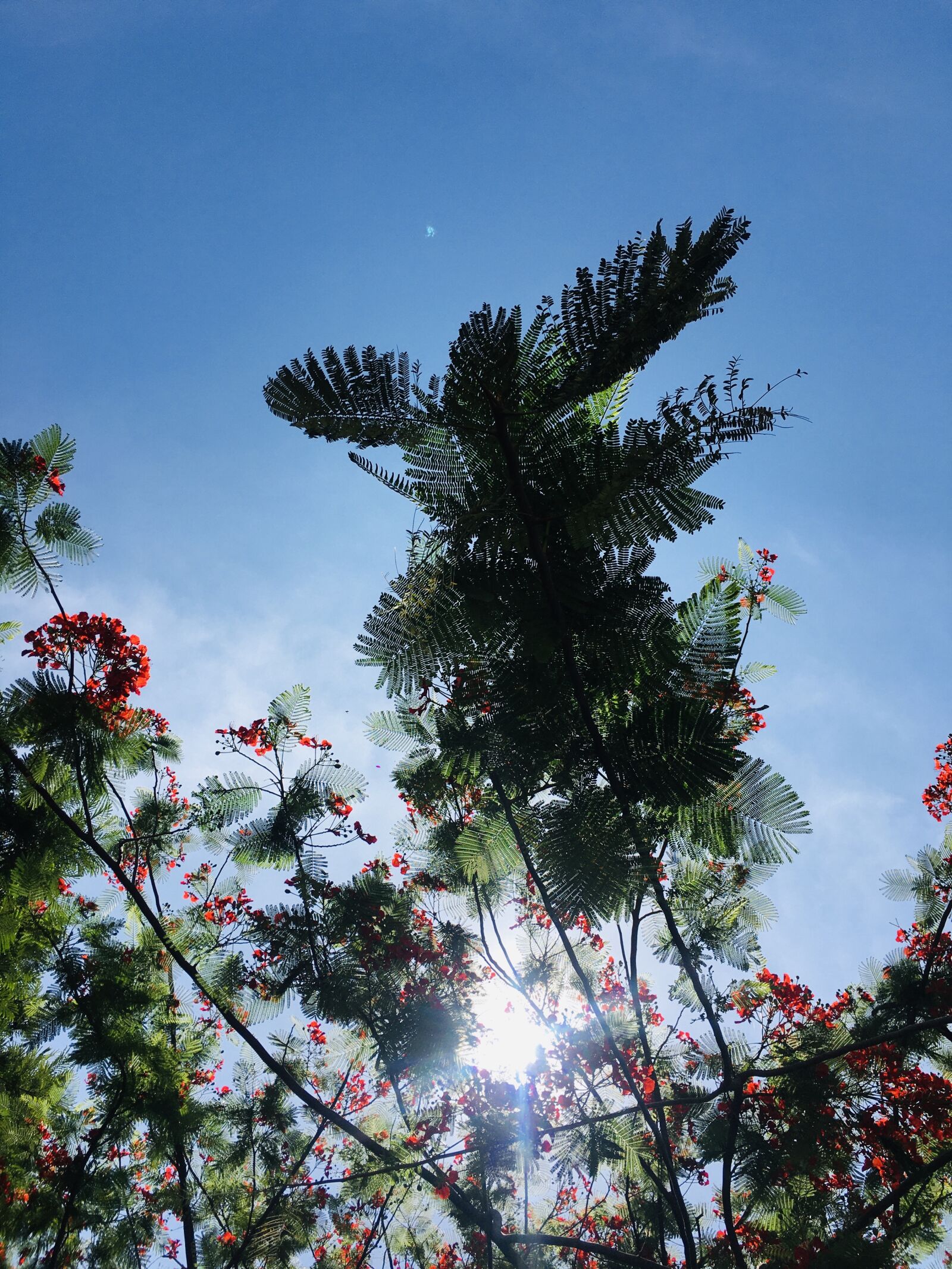 Apple iPhone 6s sample photo. Naturephotography, nature, photography photography