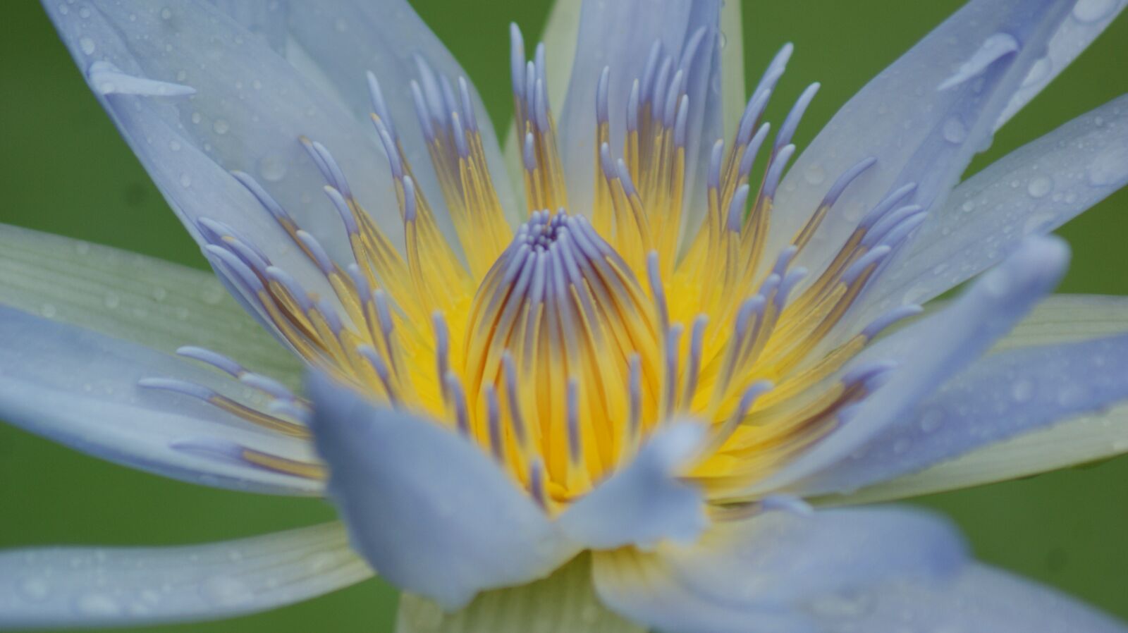 Sony Alpha DSLR-A350 sample photo. Macro, zoom in, flower photography