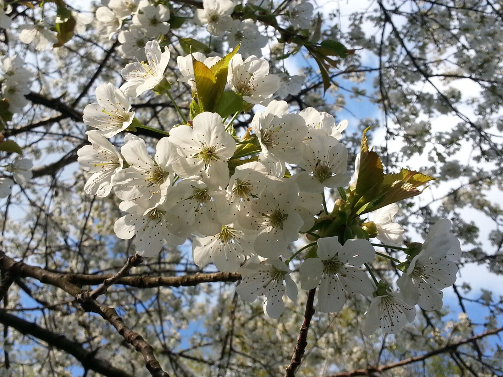 Samsung Galaxy S3 sample photo. Cherry blossoms, flowers, flowering photography
