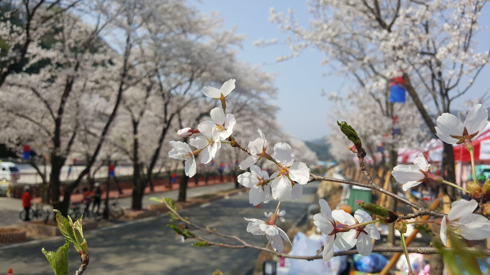 Samsung Galaxy Note5 sample photo. Cherry blossom, sunny day photography