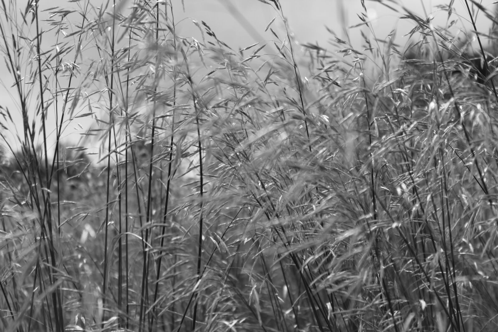 Canon EOS 1300D (EOS Rebel T6 / EOS Kiss X80) sample photo. Grass, landscape, meadow photography