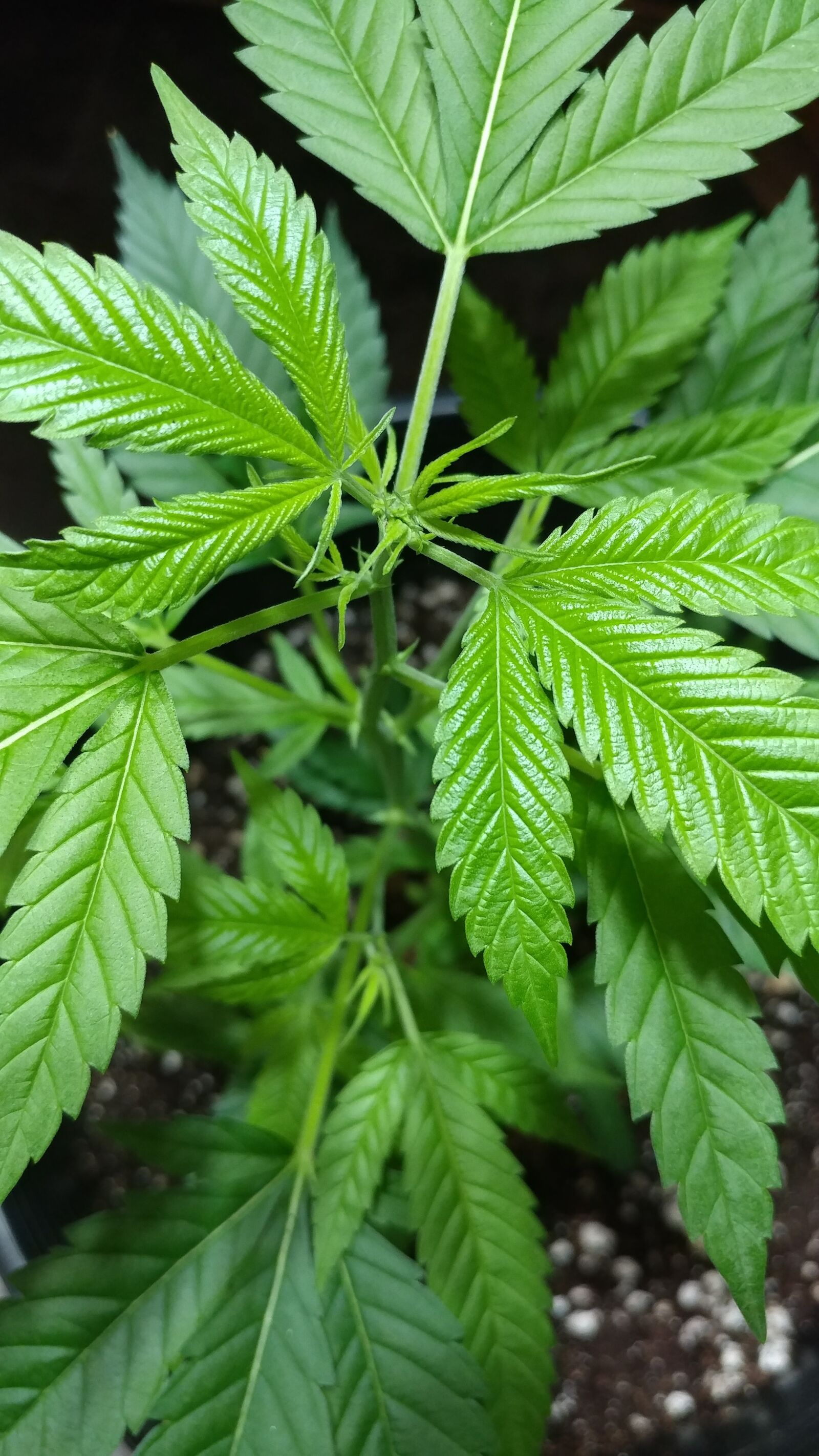 LG V20 sample photo. Cannabis, marijuana, leaf photography