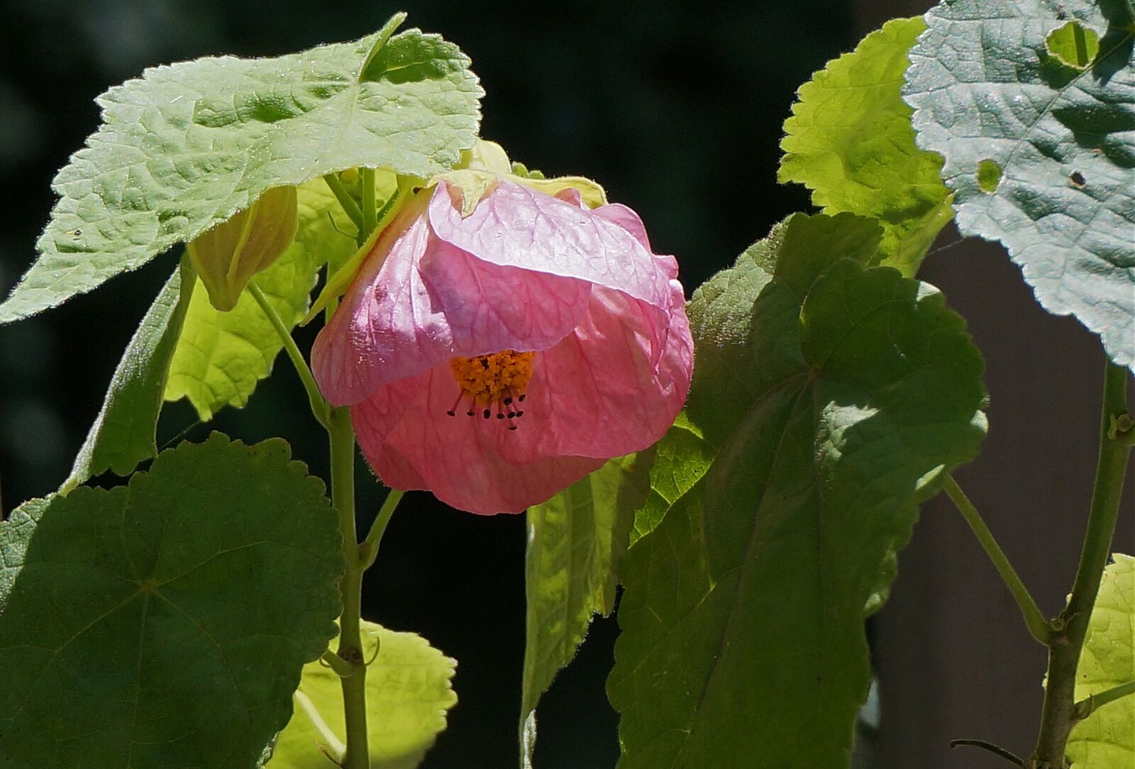 Sony Alpha NEX-5T sample photo. Flowering maple, container plant photography