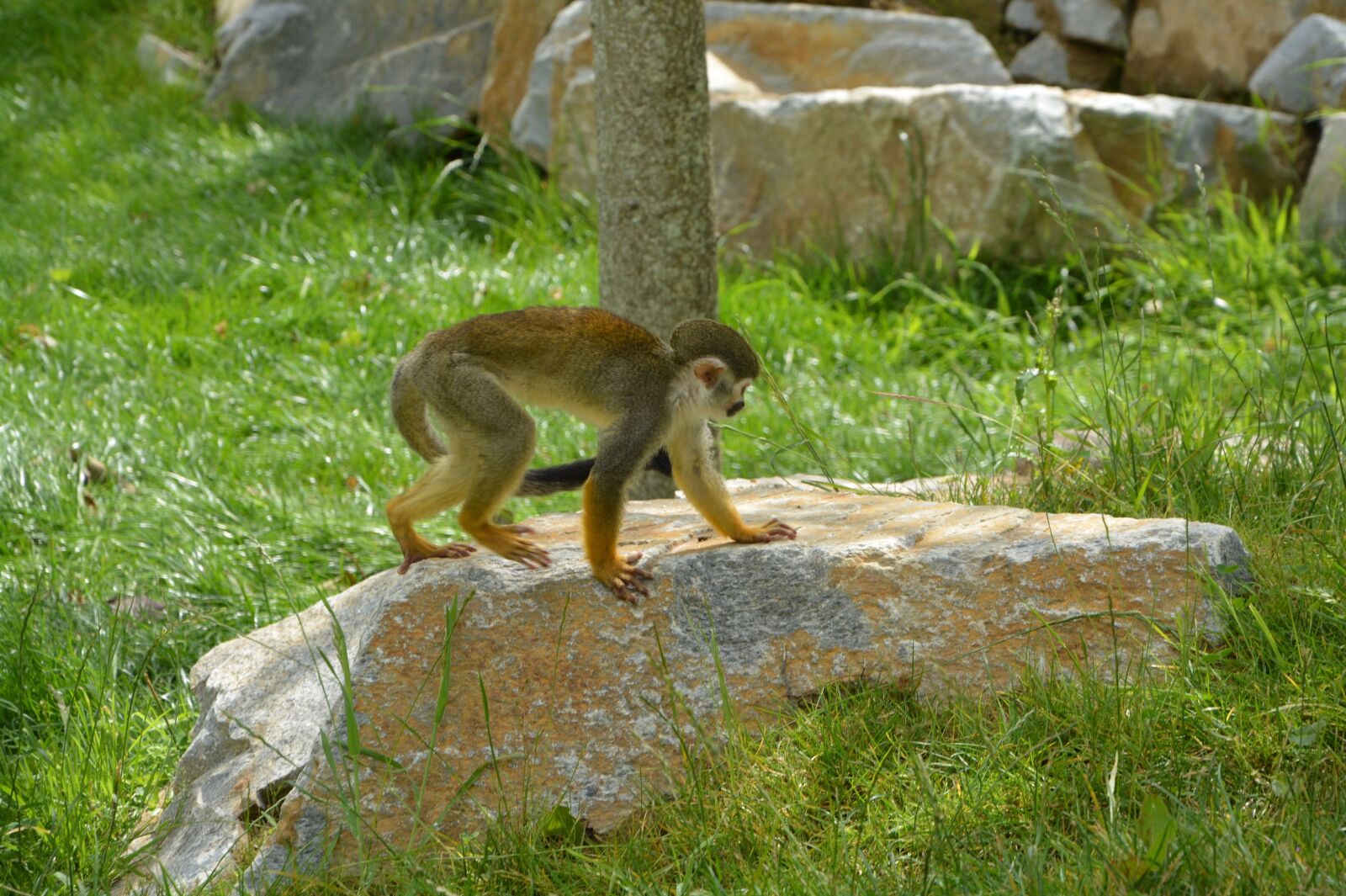 Nikon D5200 sample photo. Monkey, wild, hair photography