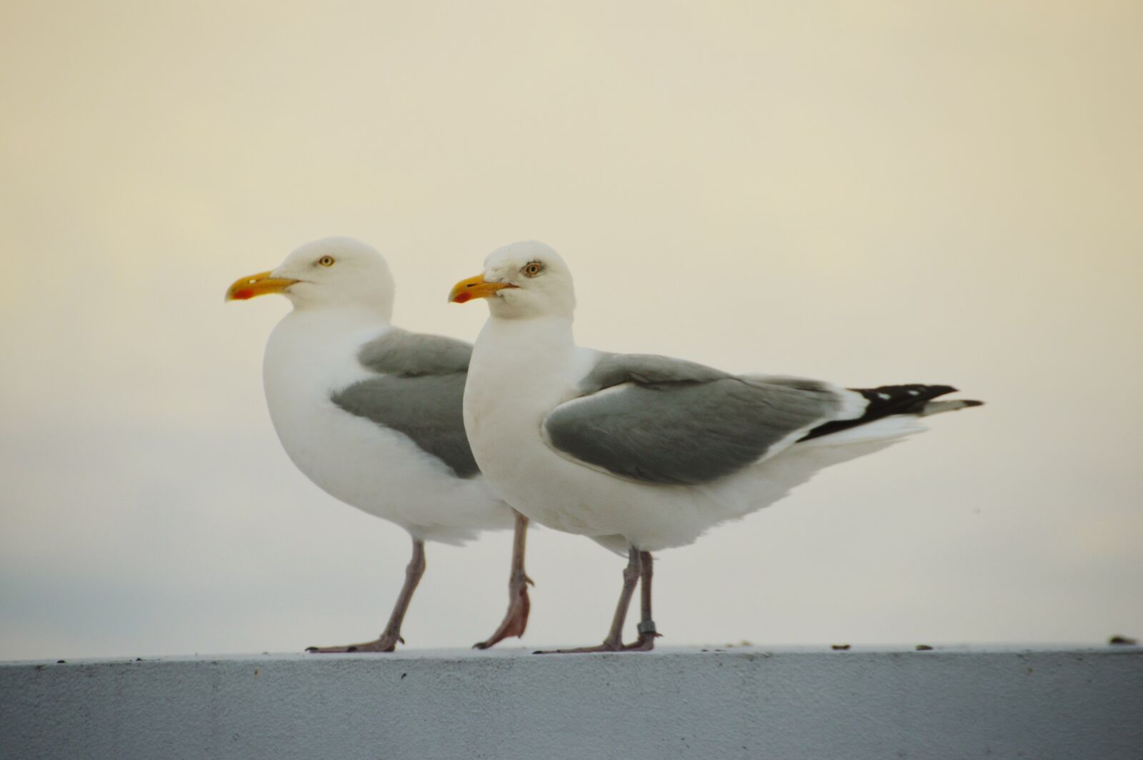 Nikon D3200 sample photo. Bird, seagull, gull photography