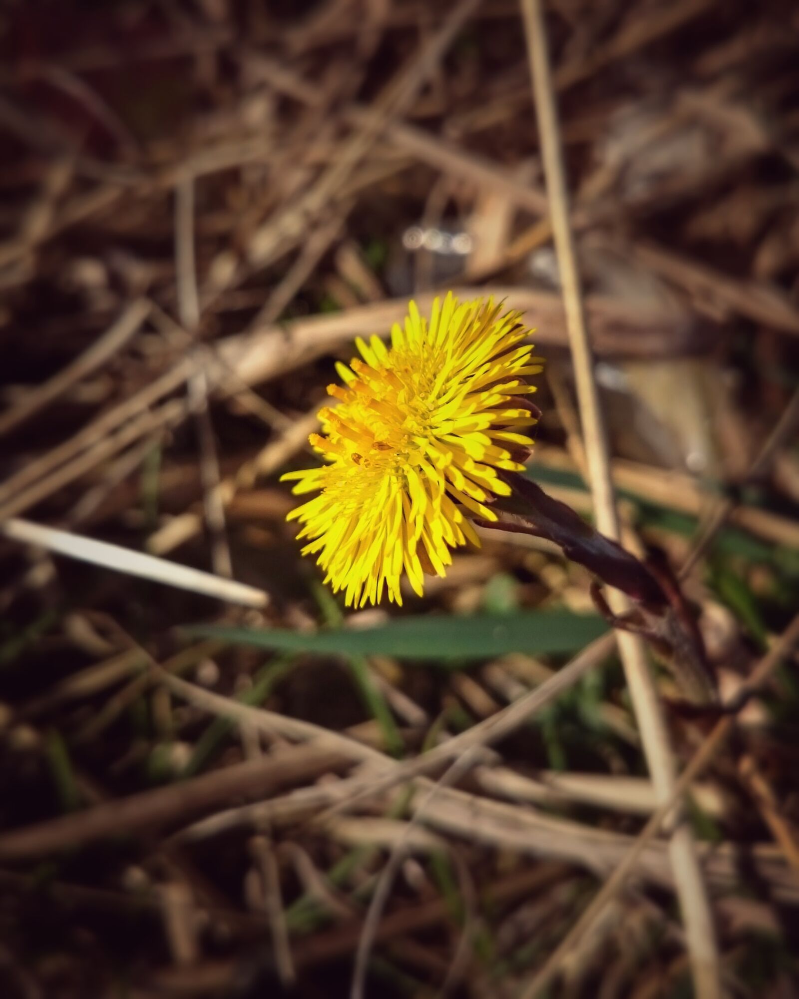 Sony Xperia Z2 sample photo. Flower, blossom, bloom photography