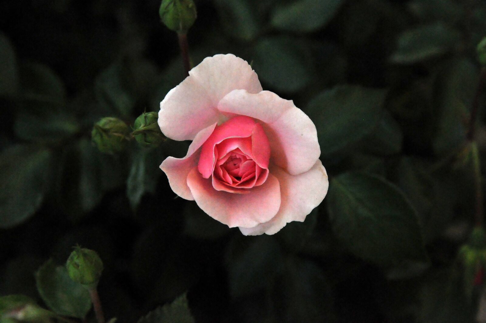 Nikon D90 sample photo. Flower, rose, pink photography