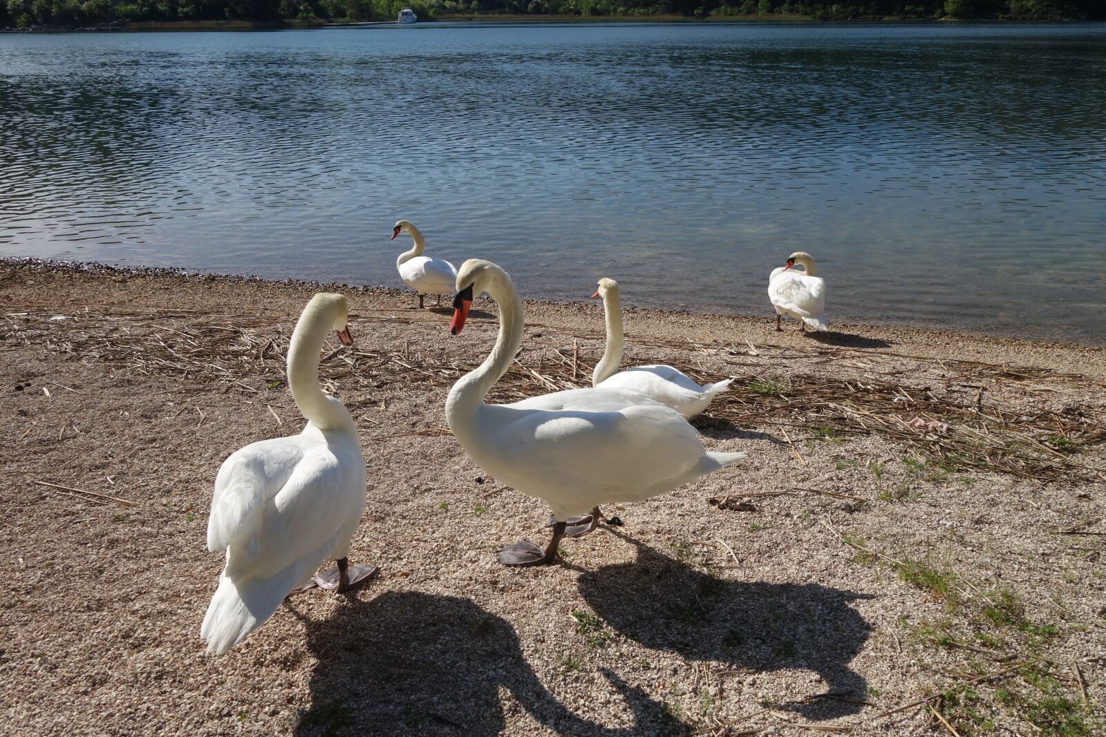 Sony Cyber-shot DSC-RX100 II sample photo. White swans, birds, animal photography