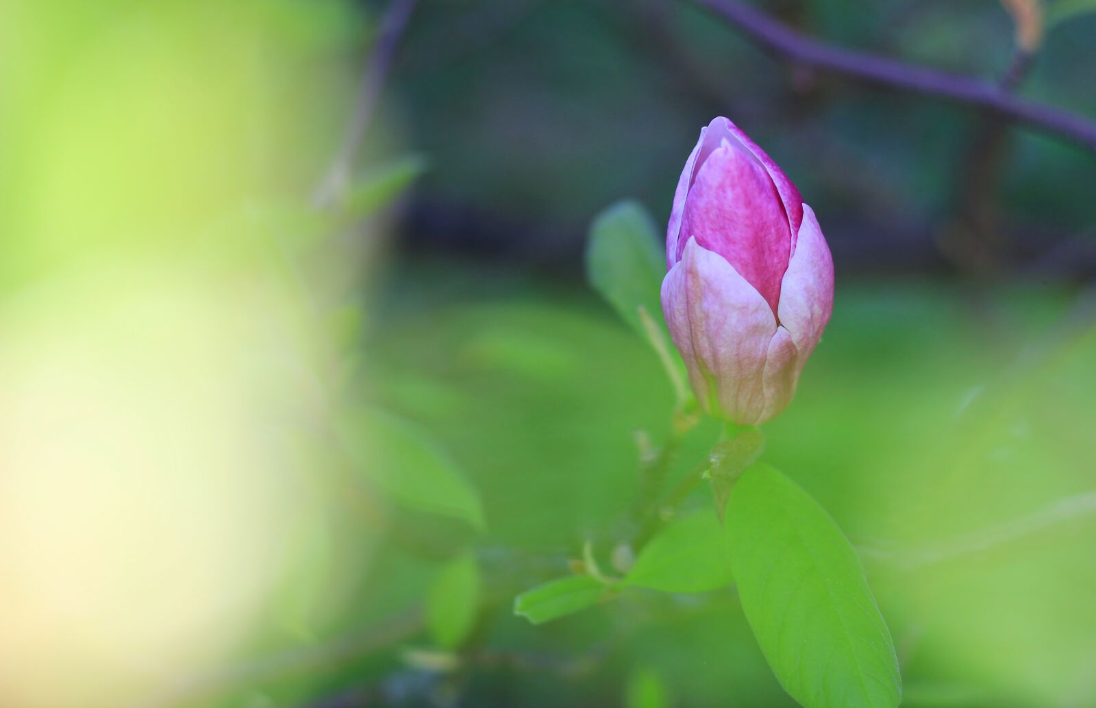 Canon EOS 1300D (EOS Rebel T6 / EOS Kiss X80) + Canon EF 50mm F1.8 STM sample photo. Blossom, plant, magnolia photography