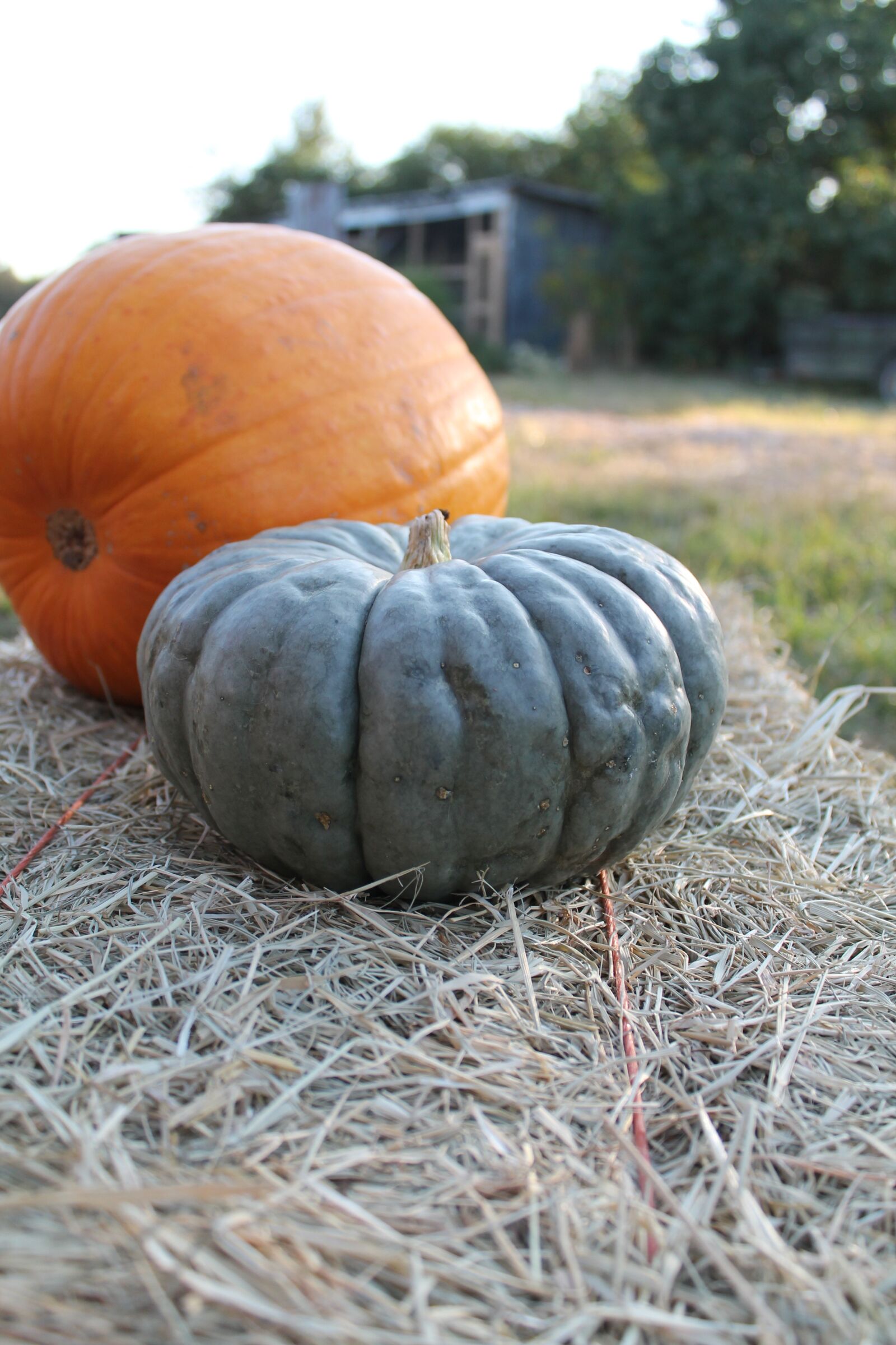 Canon EOS 1100D (EOS Rebel T3 / EOS Kiss X50) sample photo. Pumpkins, autumn, hay photography