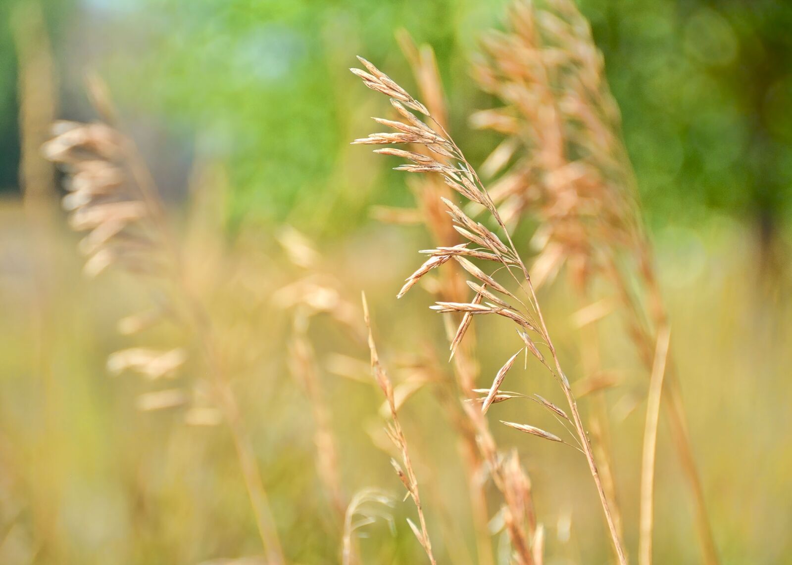 Nikon D7100 sample photo. Fall, grass, autumn photography