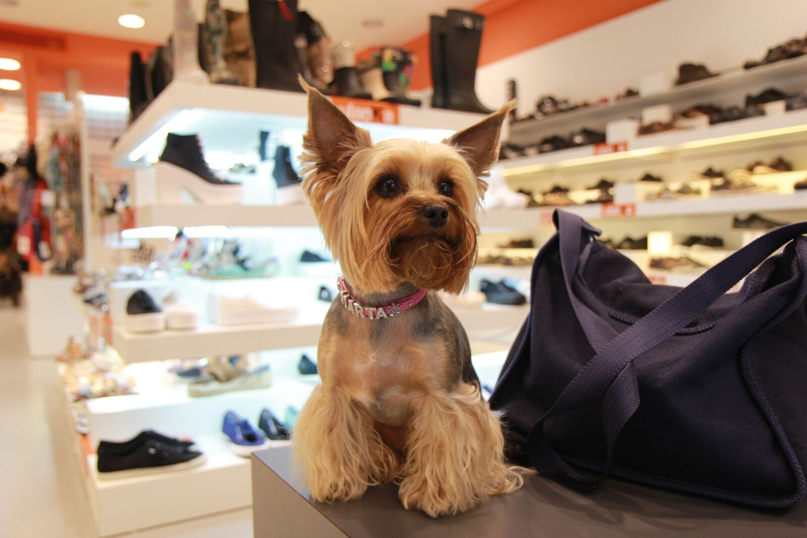 Canon EOS 60D sample photo. Yorkshire terrier, dog, animals photography